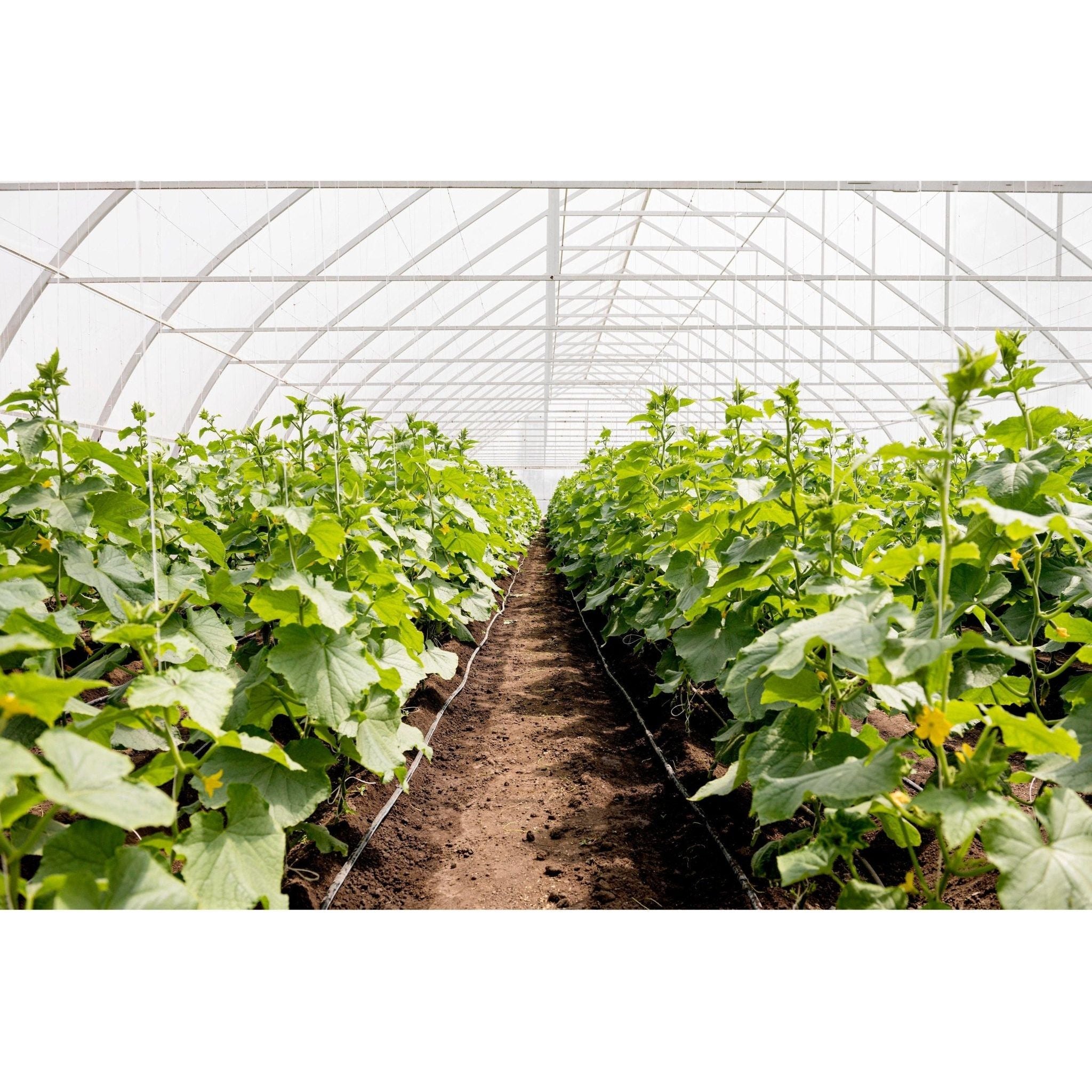 105: Greenhouse Crop Production Workshop - Nutrient Farm