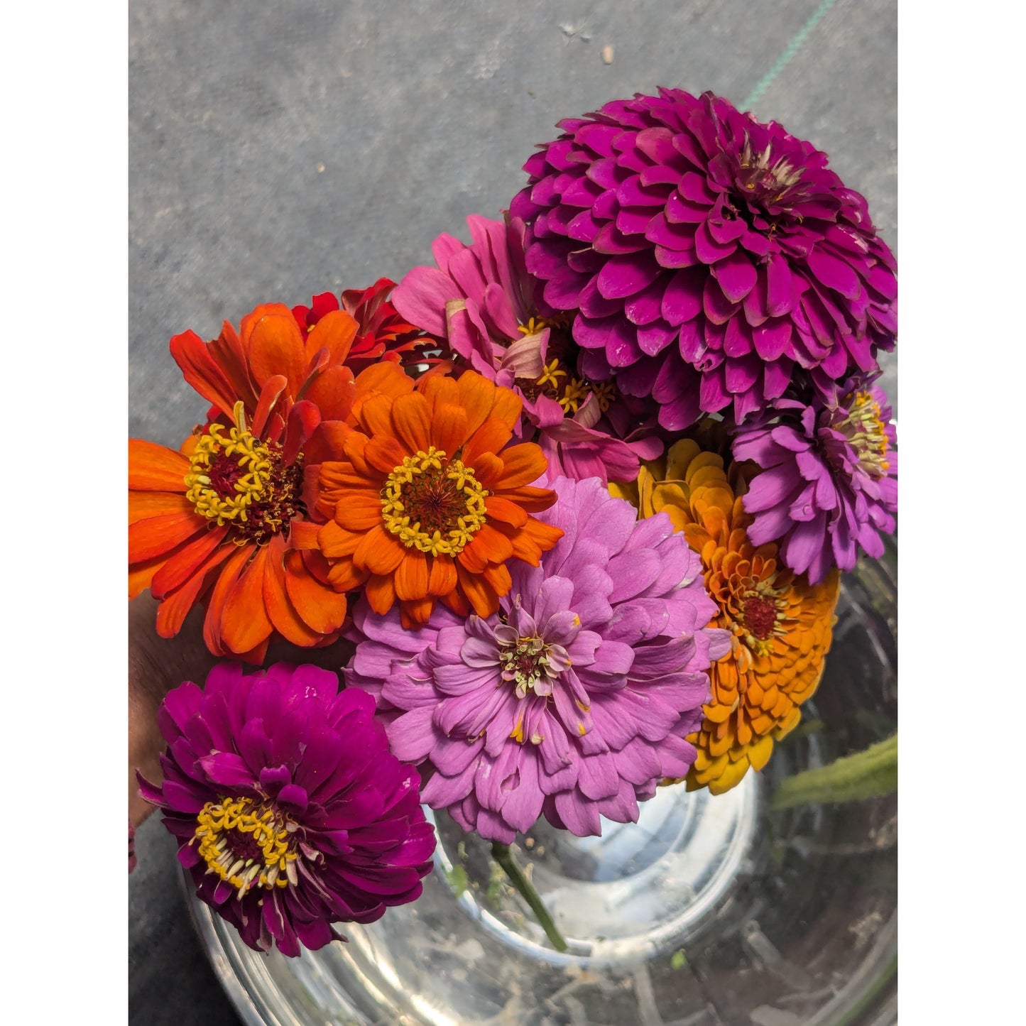 Flower Bouquet Zinnia