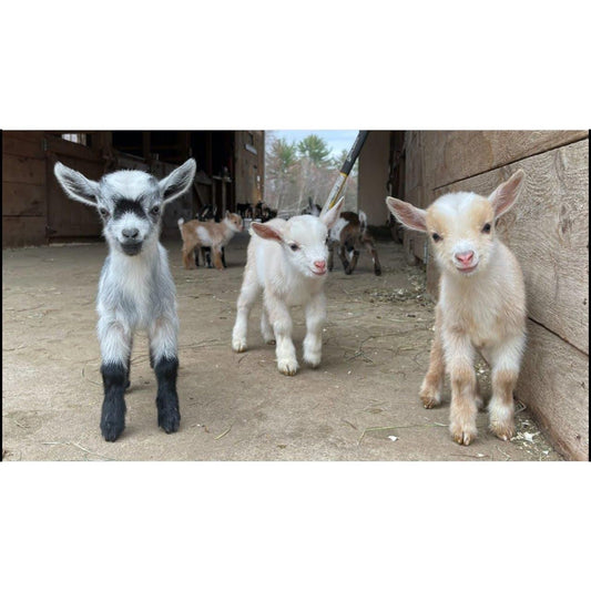 208: Baby Goat Therapy (available now thru August) - Nutrient Farm