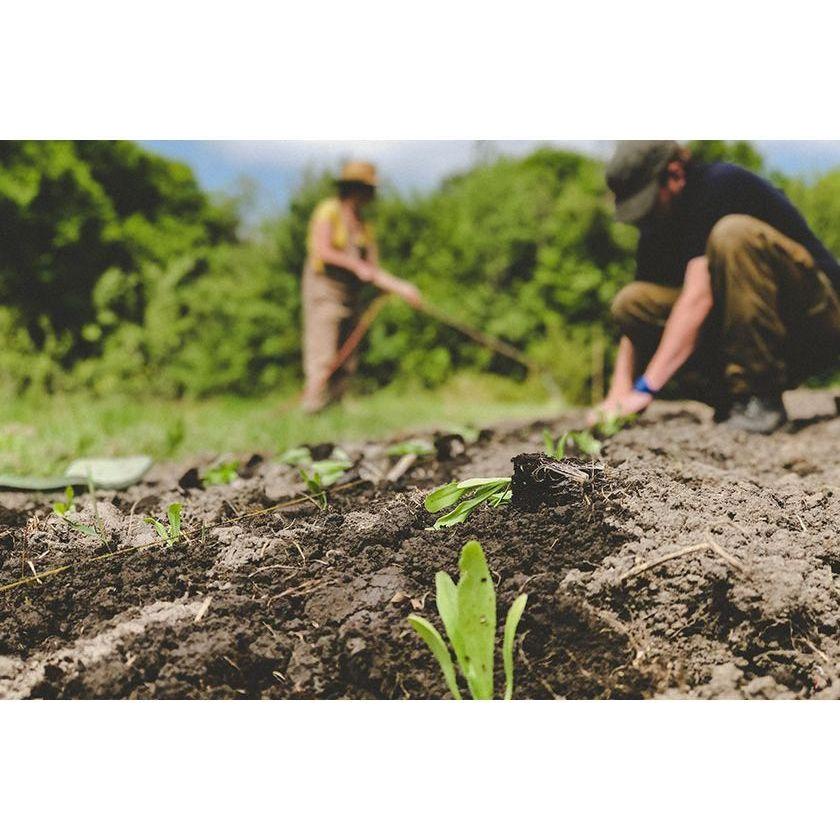 300: Intro to Organic Agriculture Workshop - Nutrient Farm