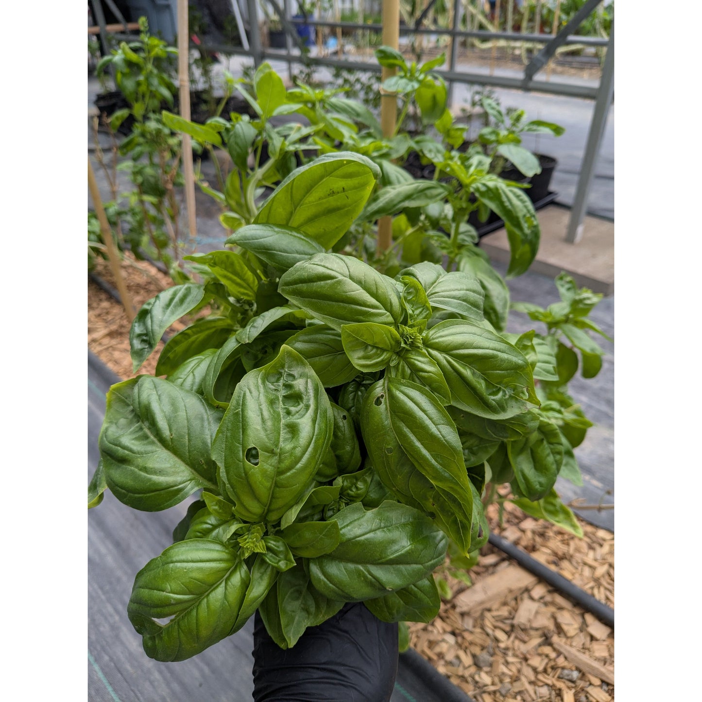 Basil Fresh