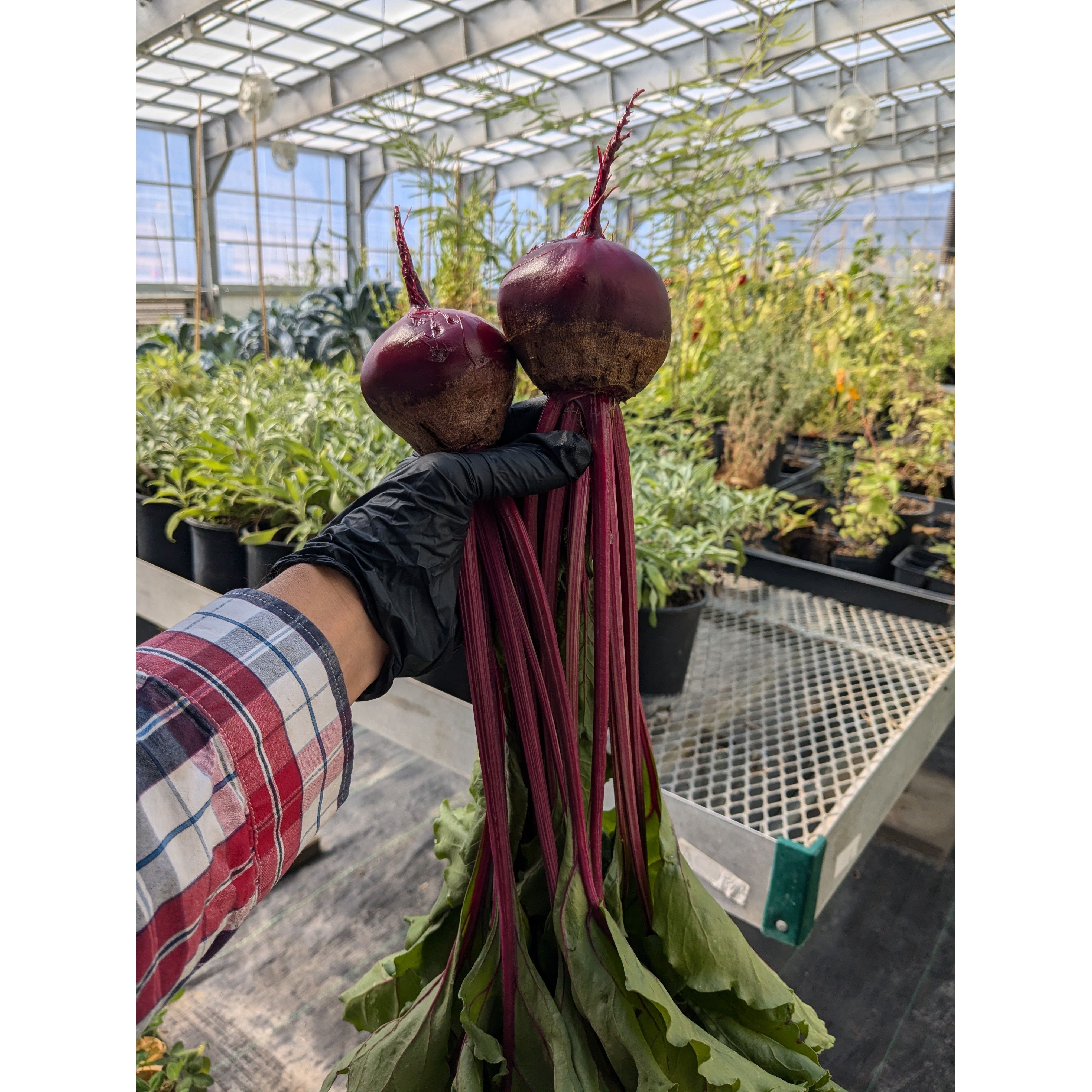 Beet