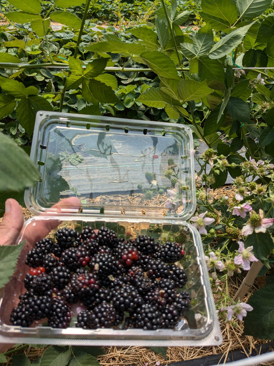 Soil-Grown Blackberry