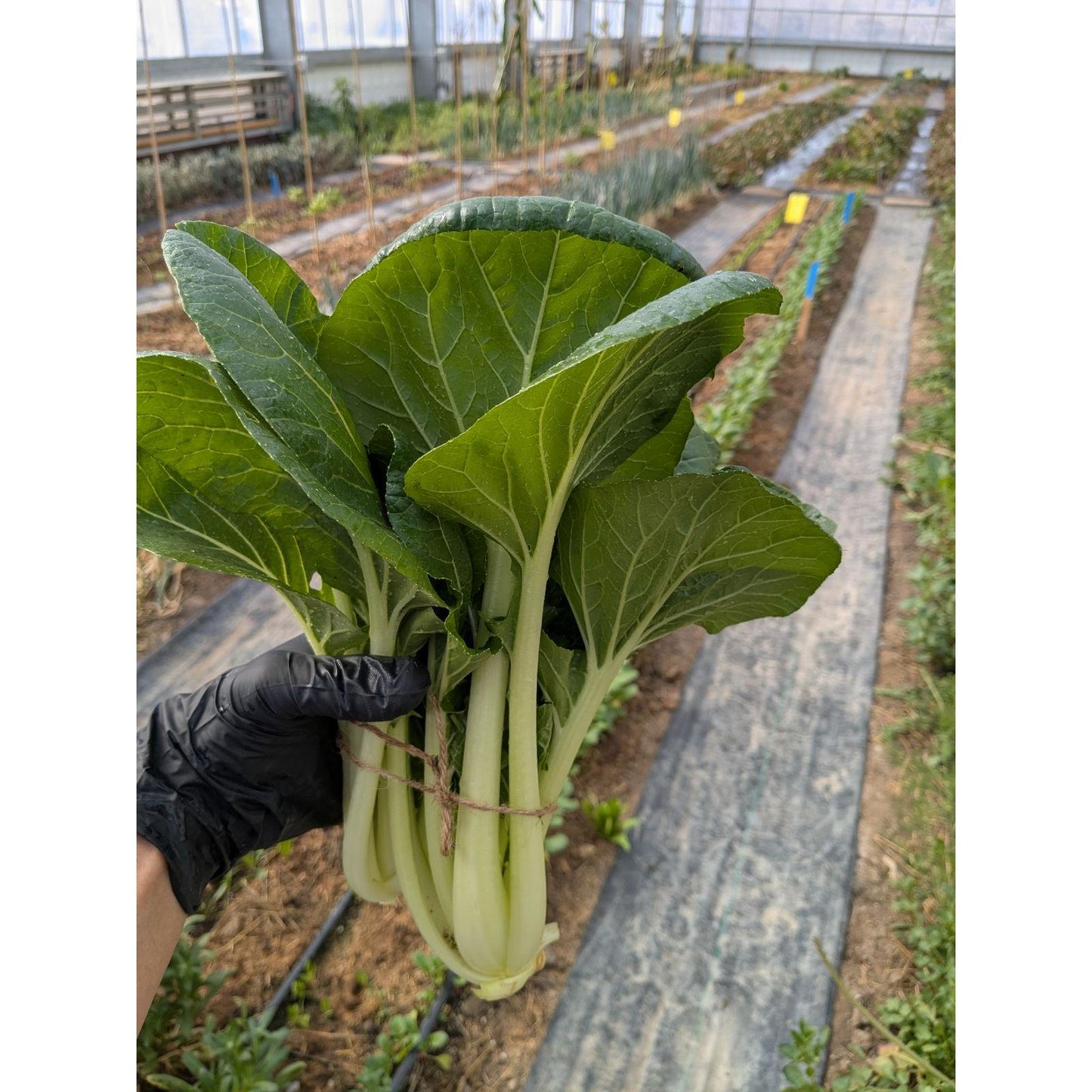 Bokchoy biodinámico