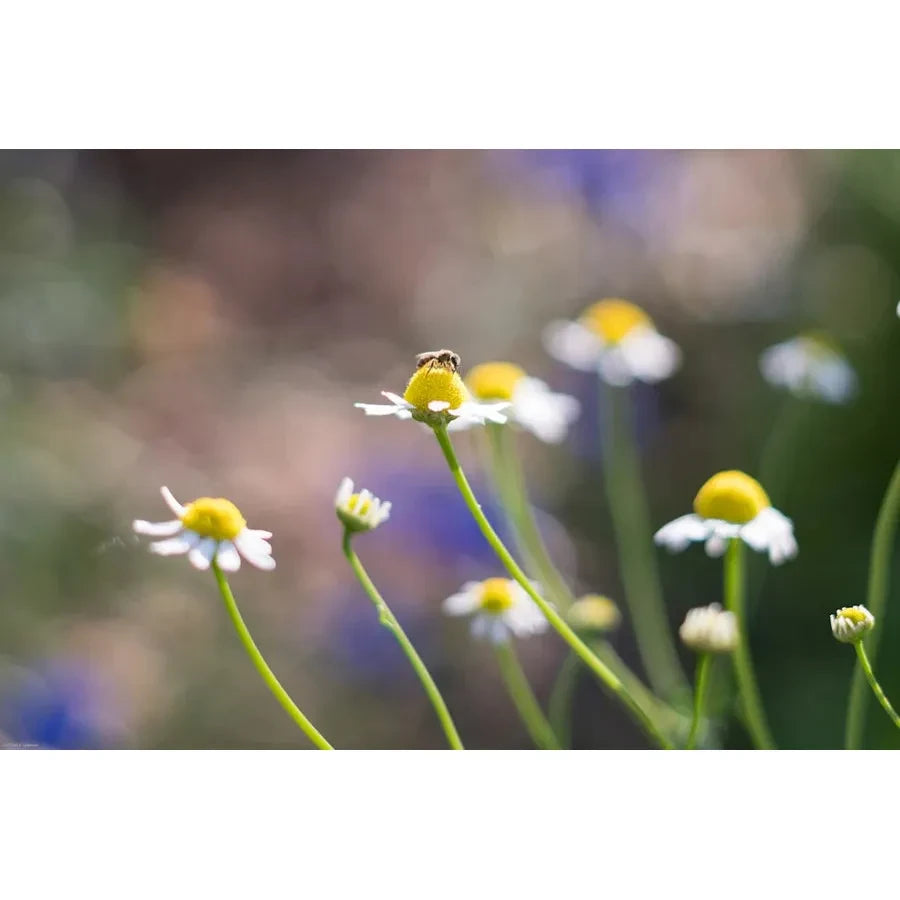 Biodynamic Preparation #503 Cow Small Intestine Fermented German Chamomile