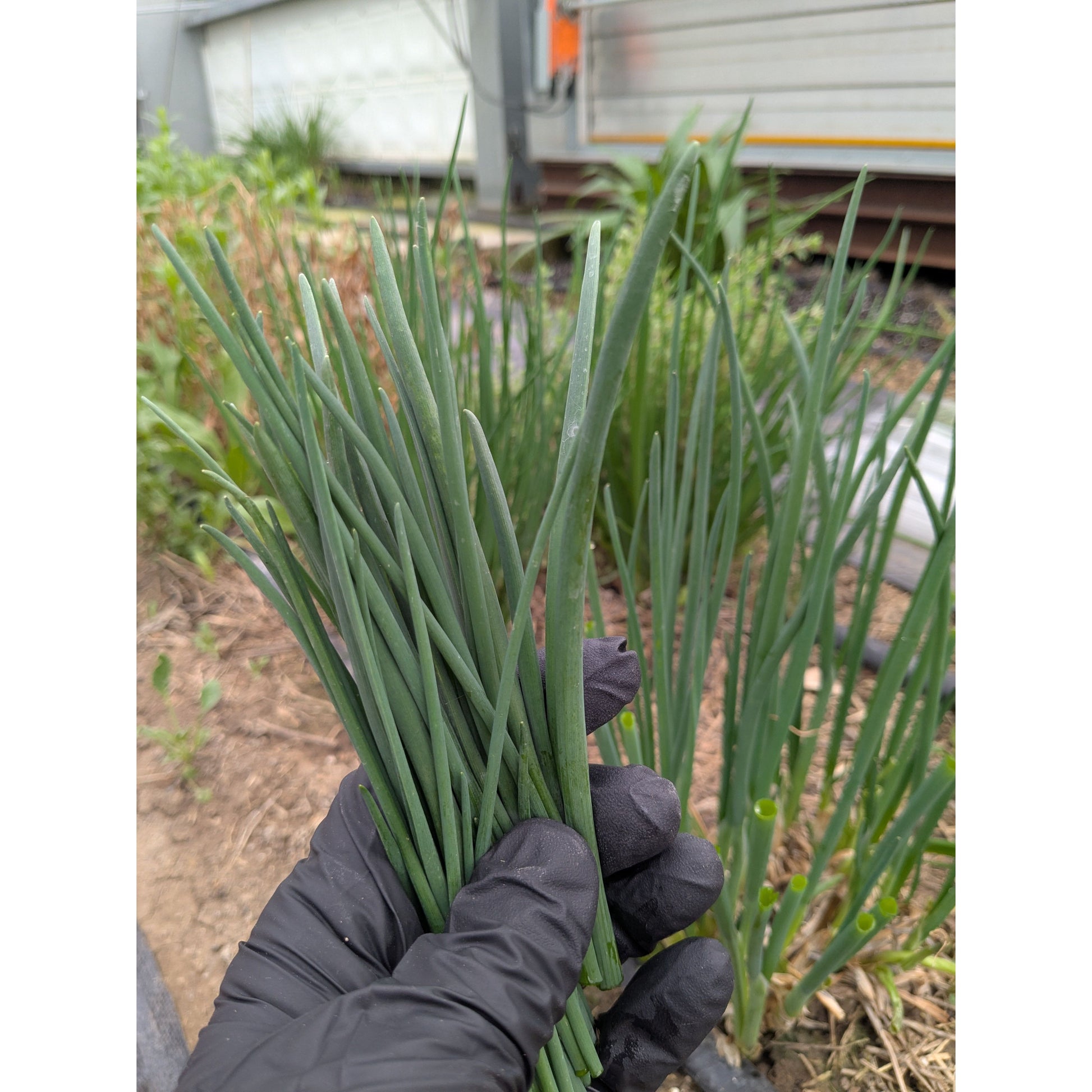 Nutrient Farm