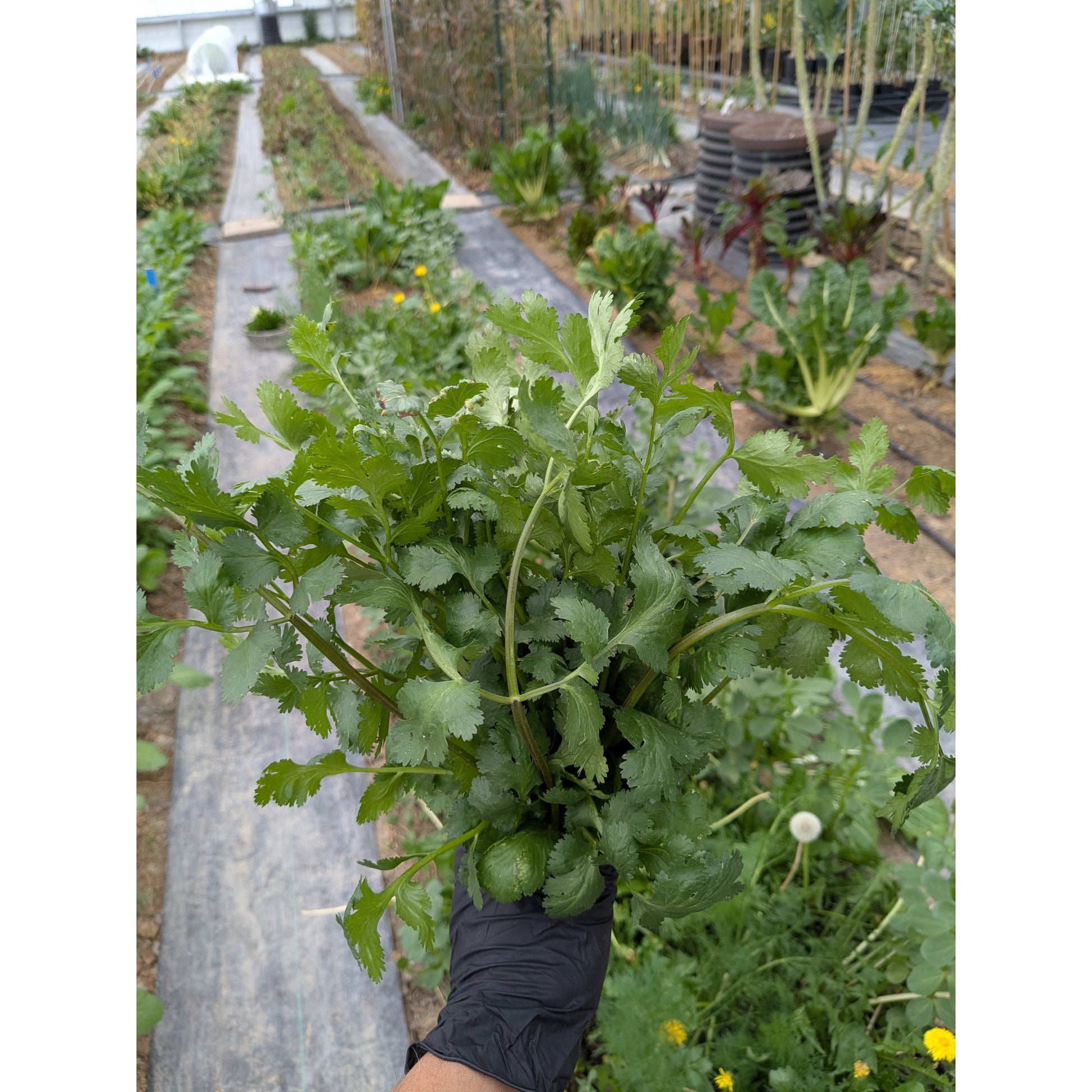 Nutrient Farm