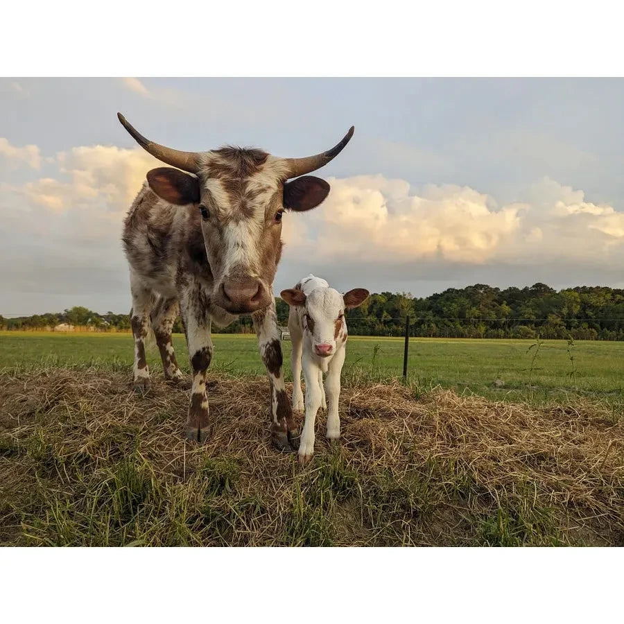 Cow Horn (for making Biodynamic Preparation #500 and #501)