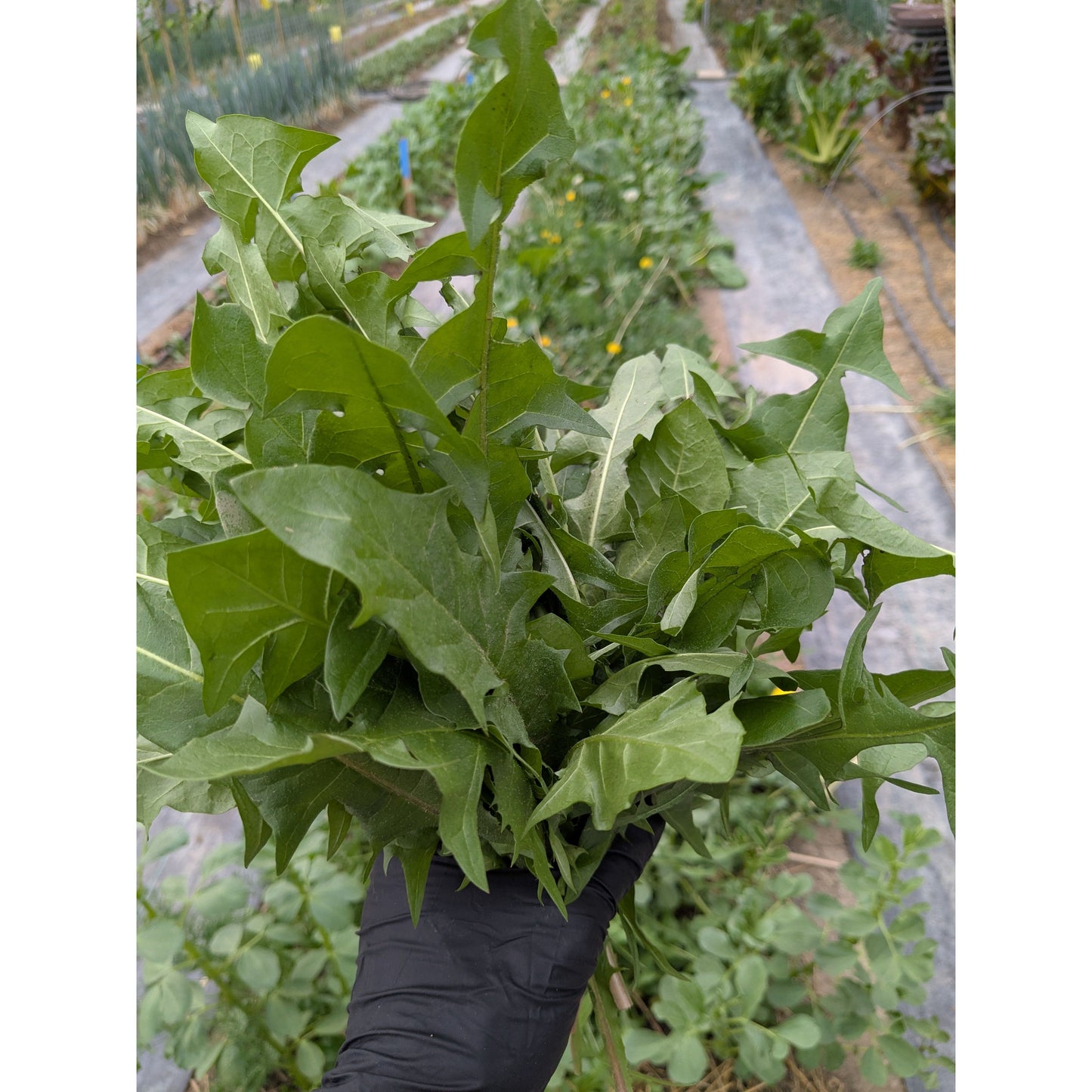 Dandelion Greens