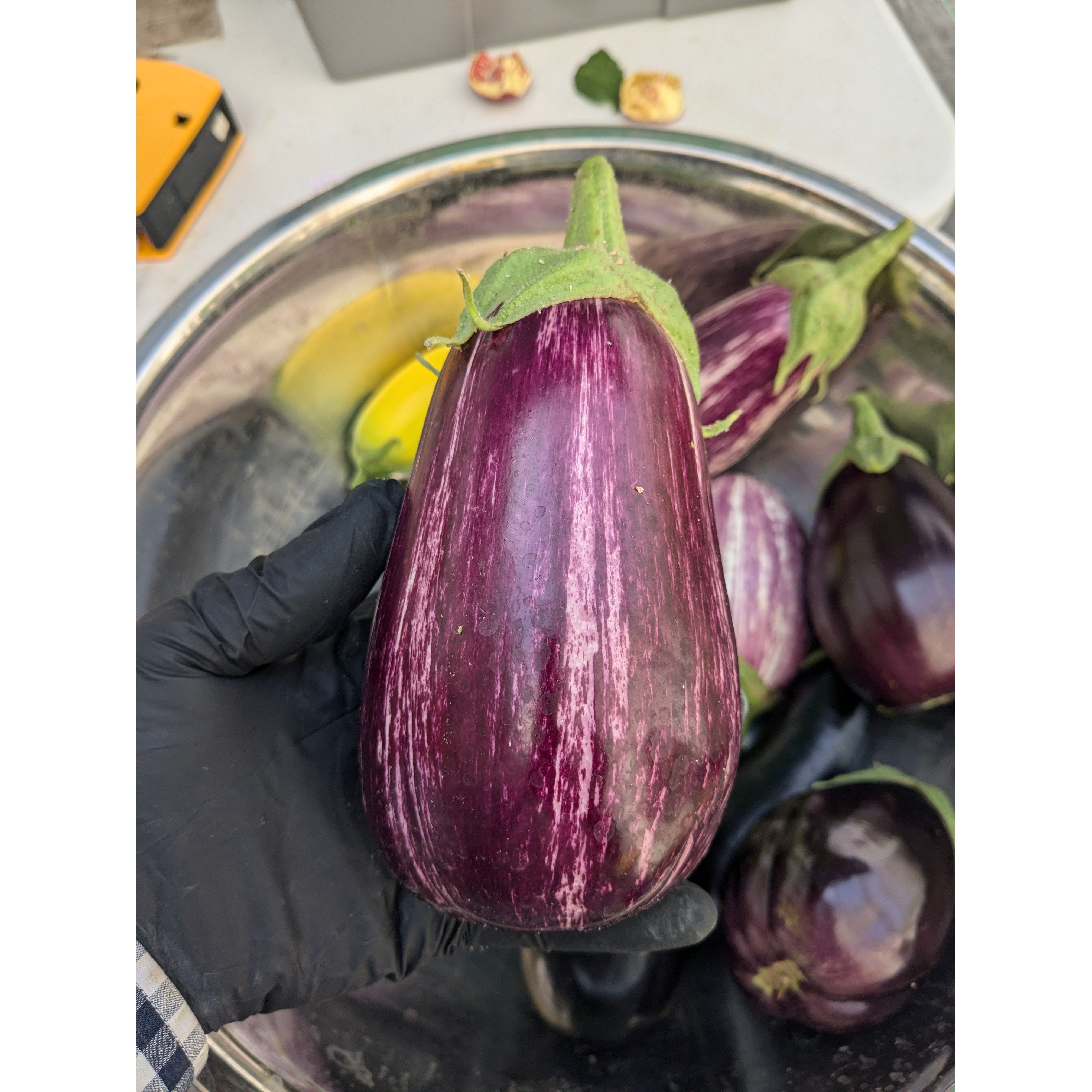 Eggplant