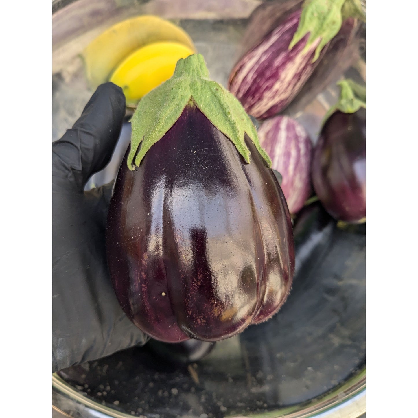 Eggplant