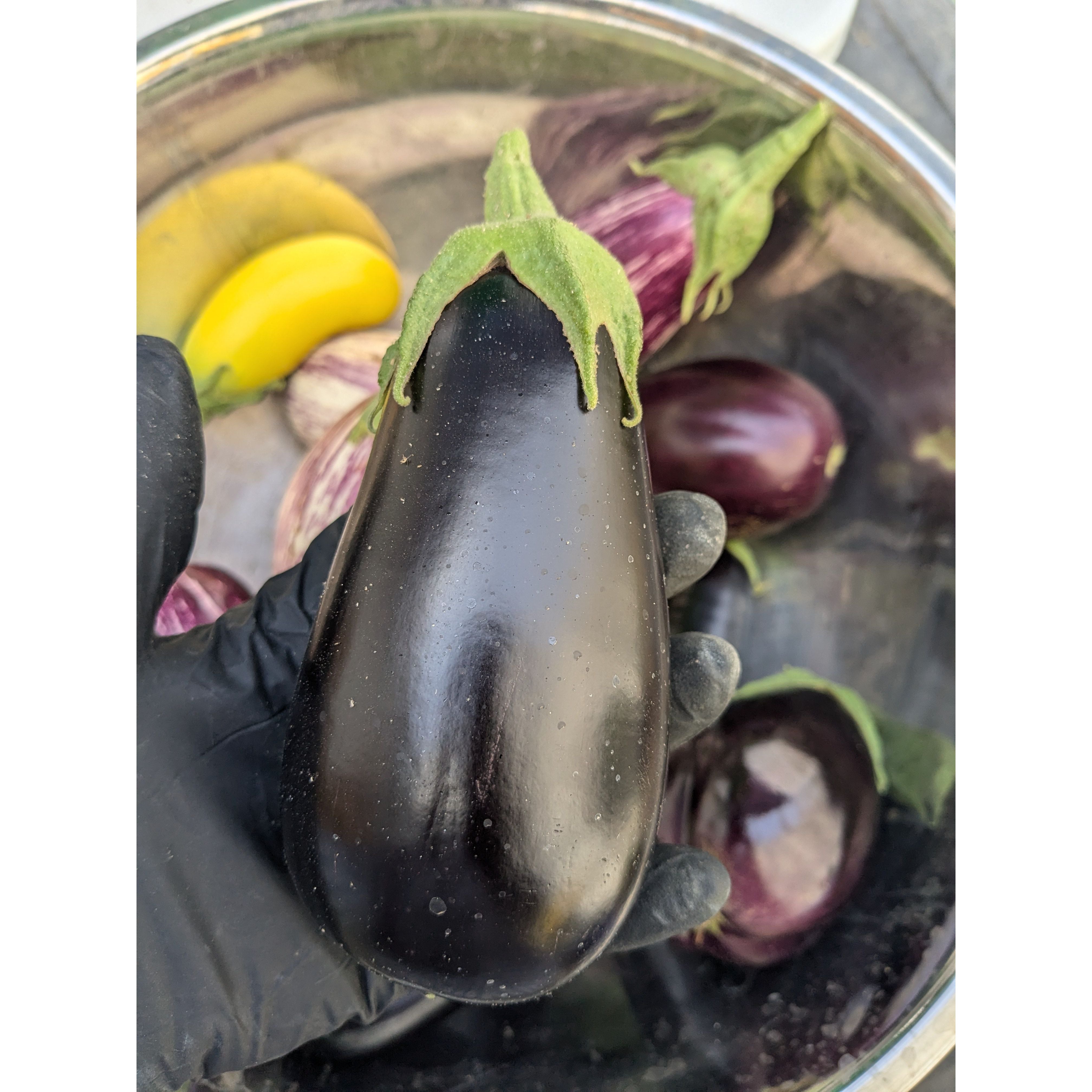 Eggplant