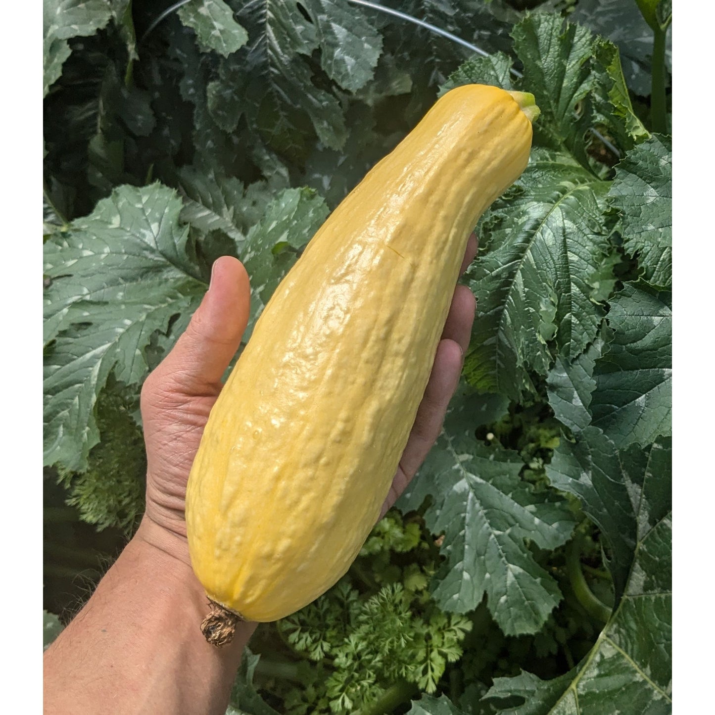 Squash Summer Zucchini