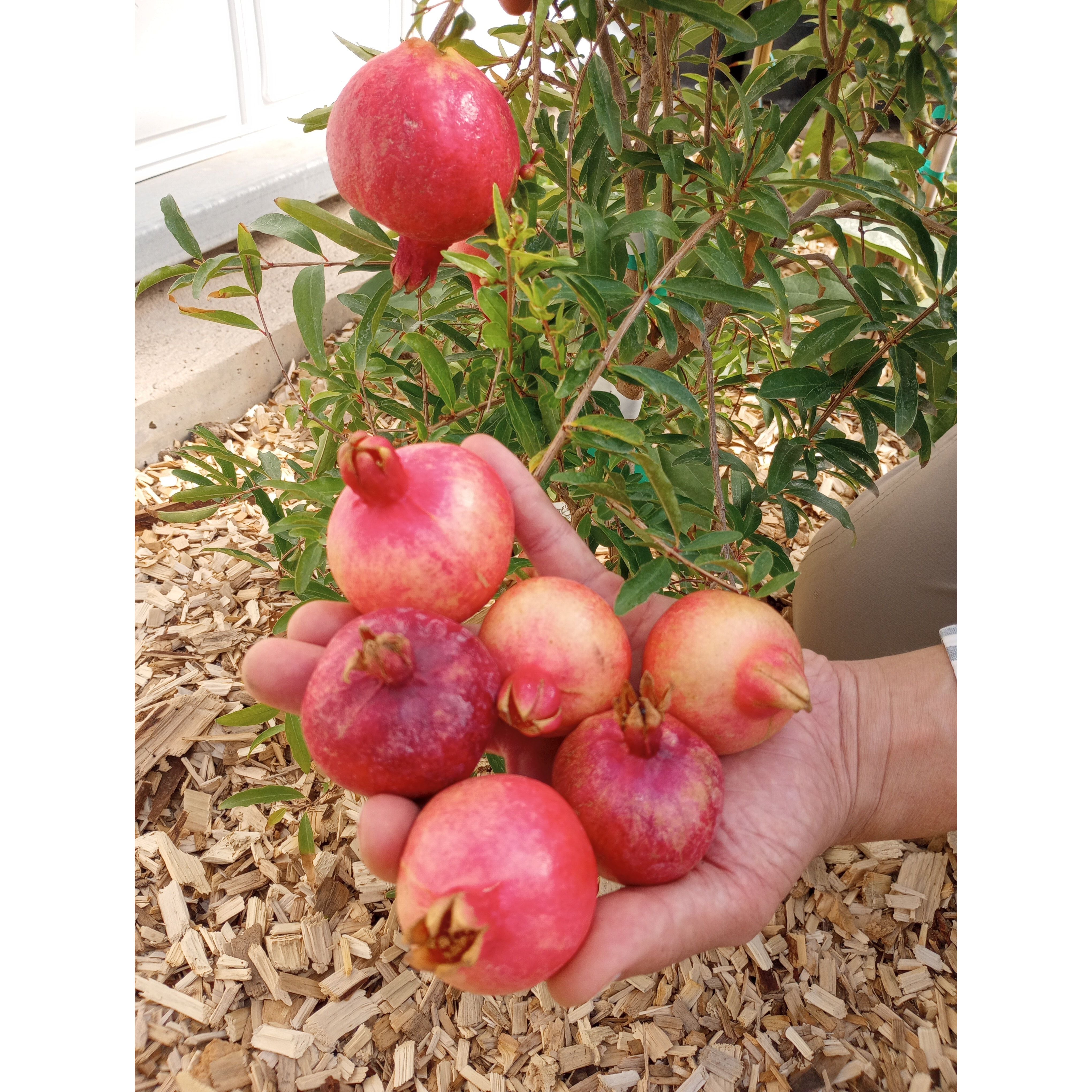 Pomegranate