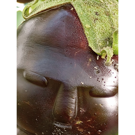 Eggplant Black Beauty (Certified Organic) PRAYING BUDA SHAPED Auction