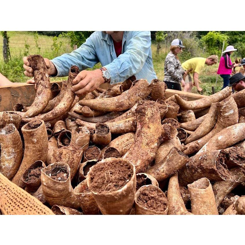 Cow Horn (for making Biodynamic Preparation #500 and #501)