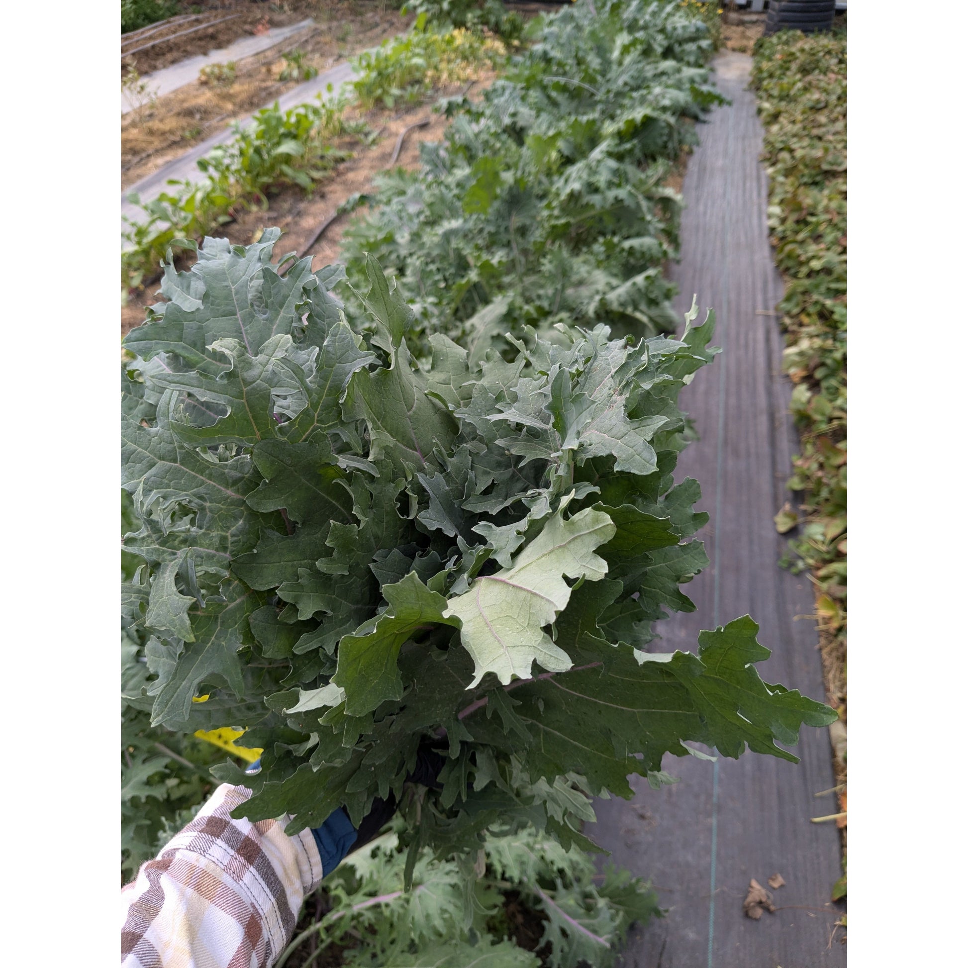 Nutrient Farm