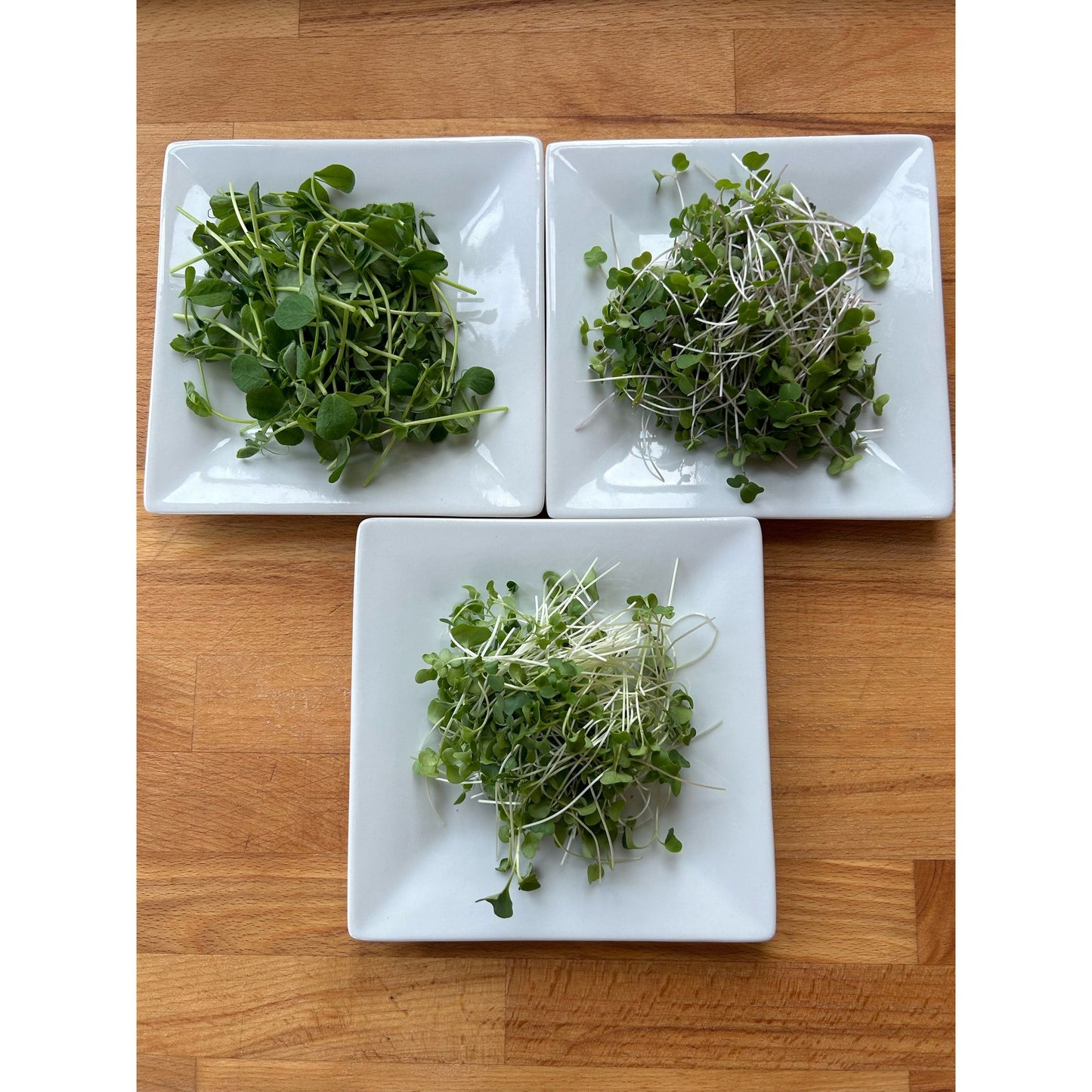 Organic Microgreens Mild Mix