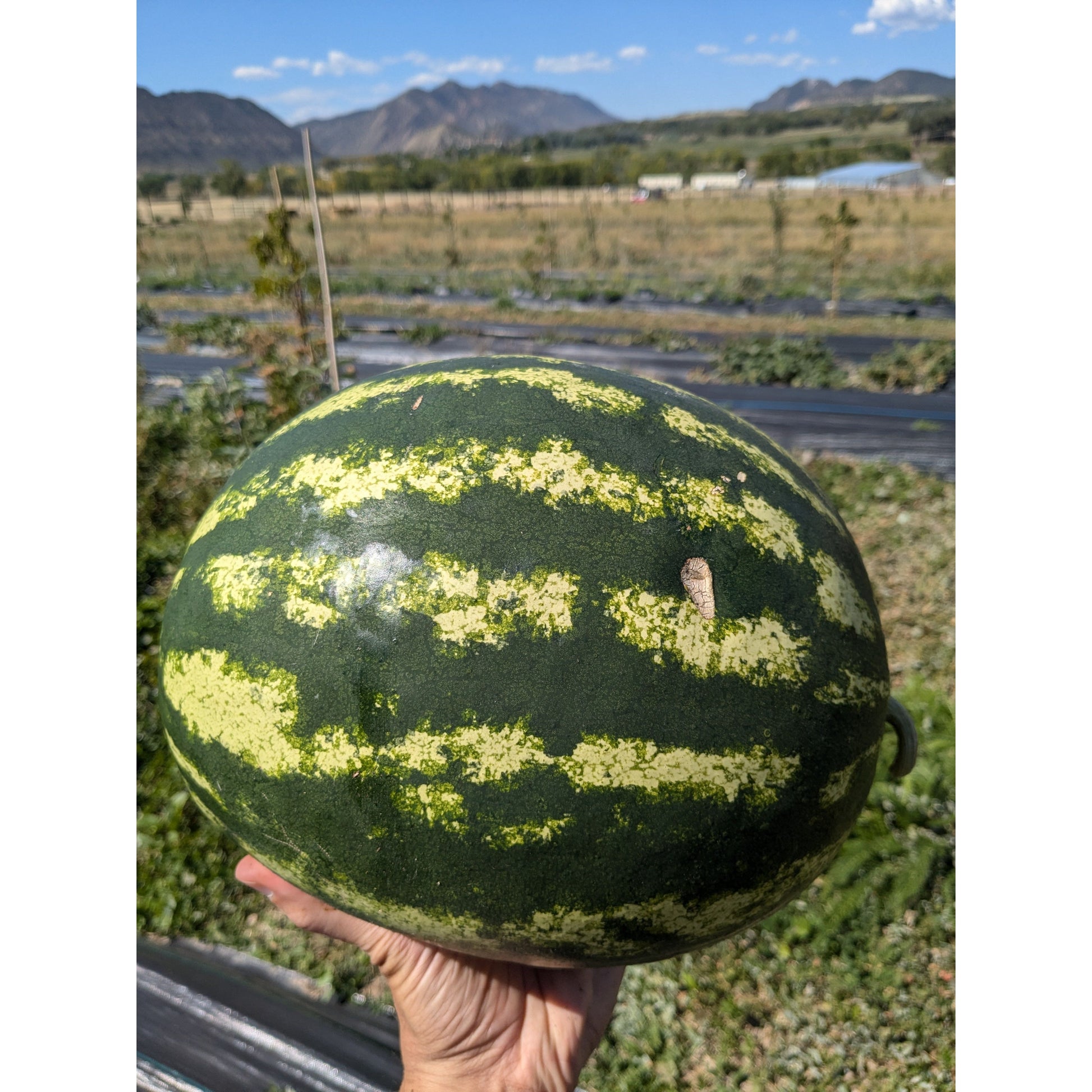 Nutrient Farm