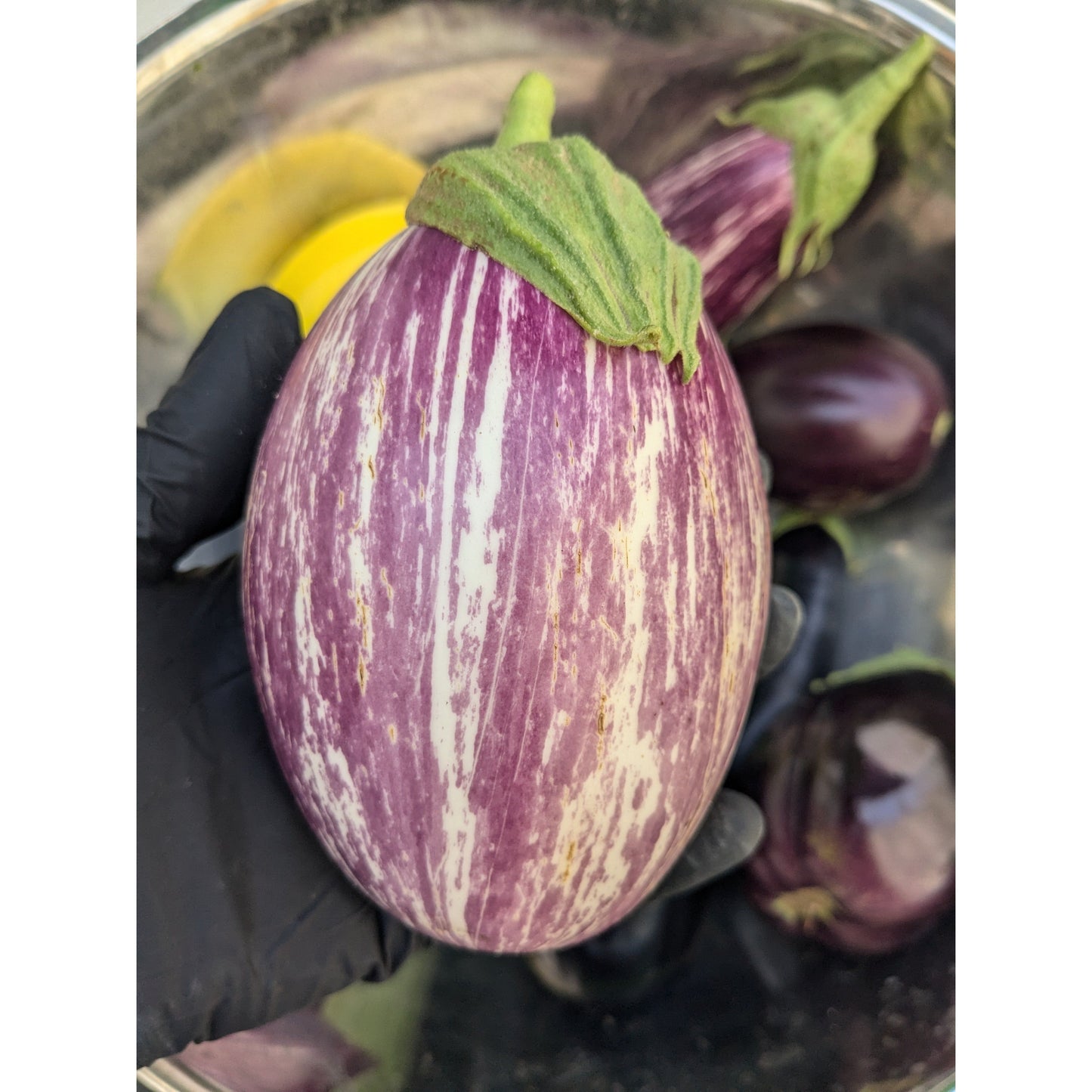 Eggplant