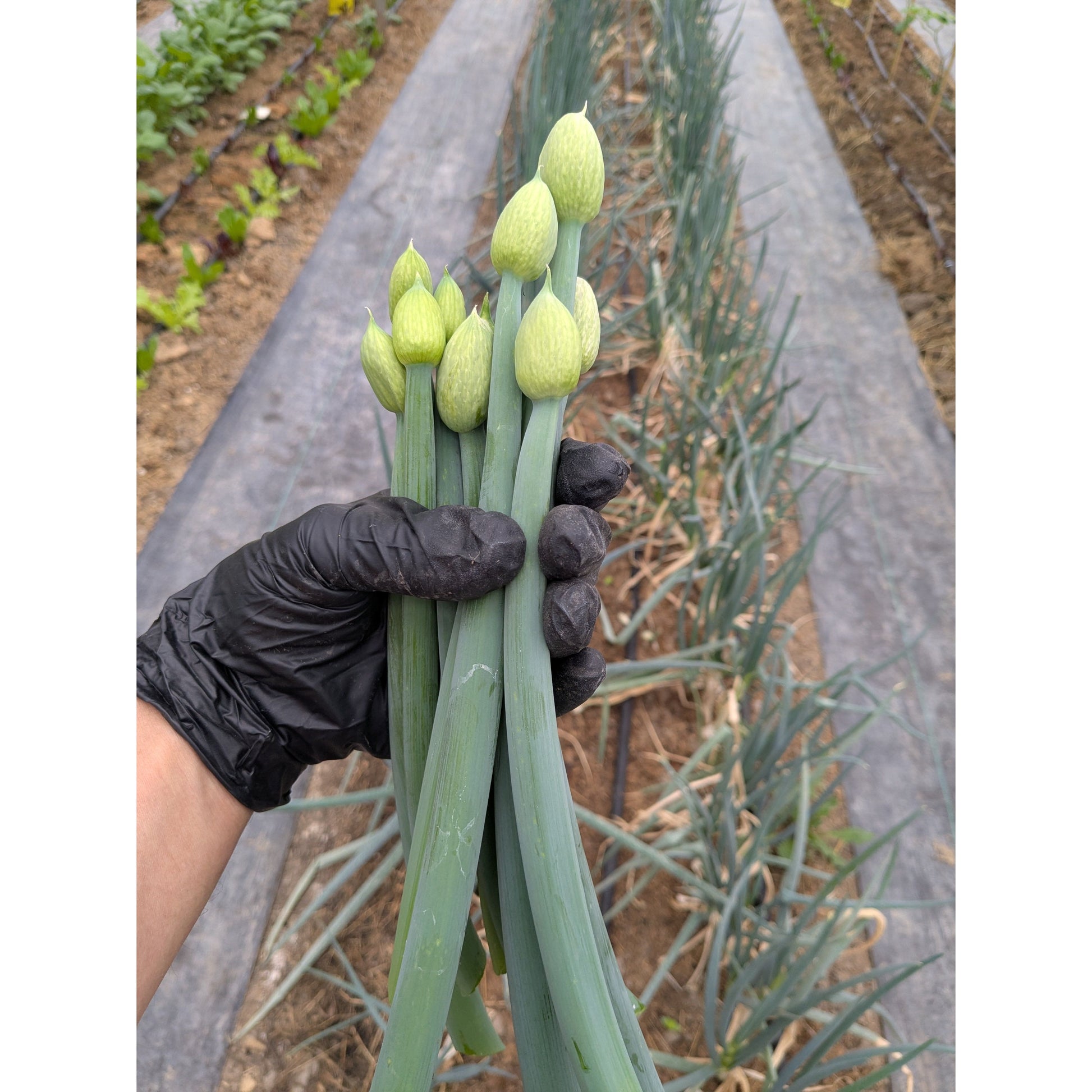 Nutrient Farm