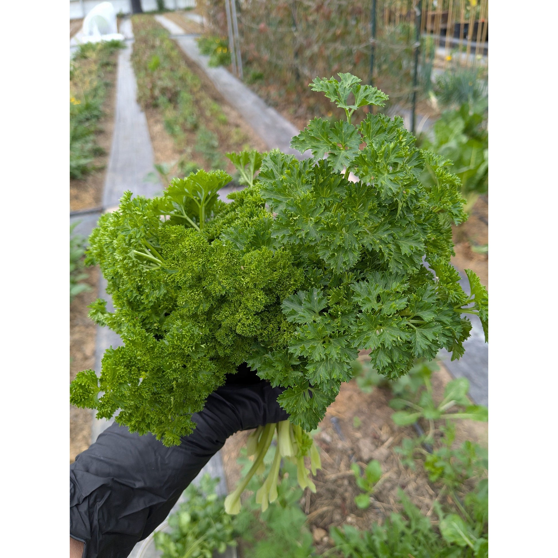 Nutrient Farm