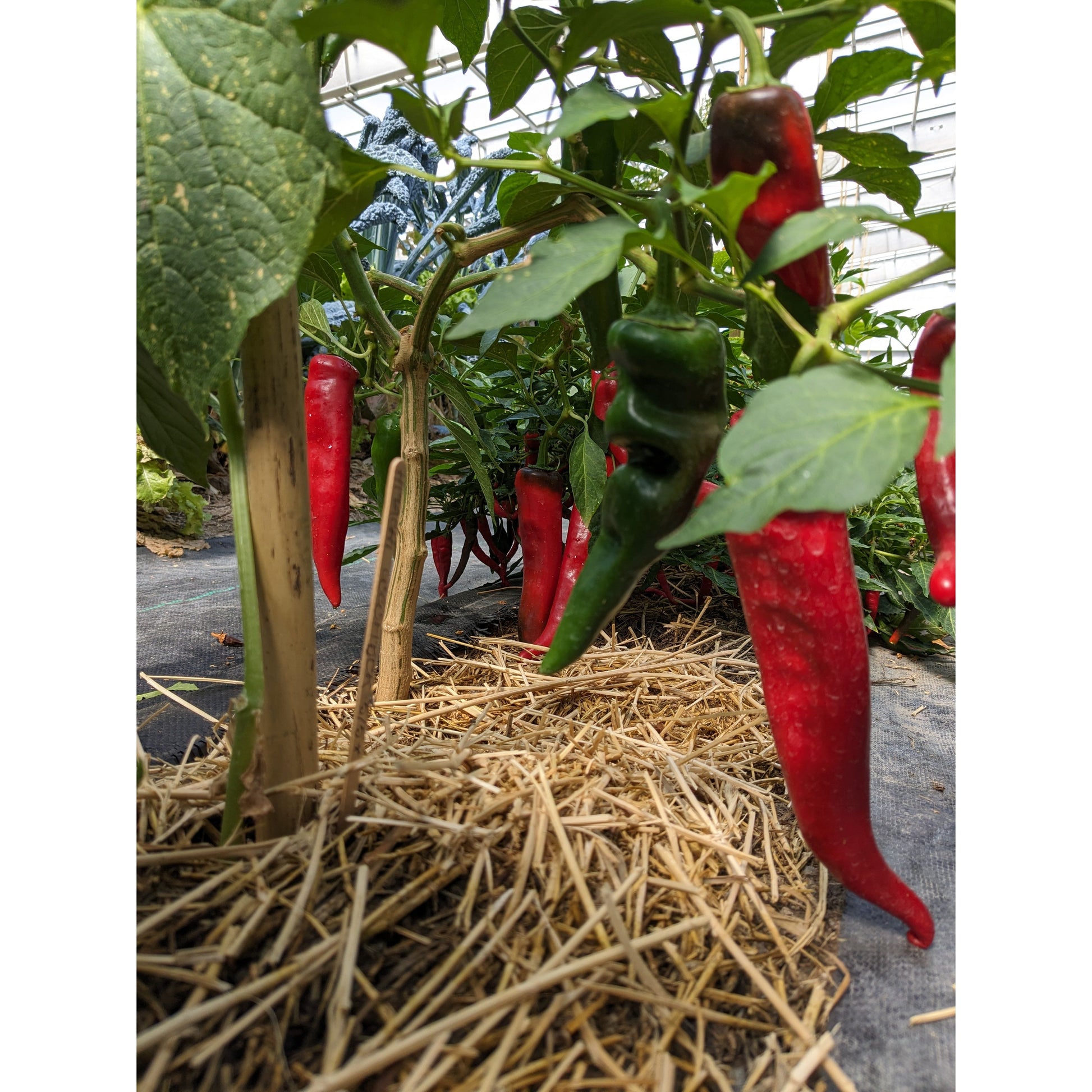 Nutrient Farm