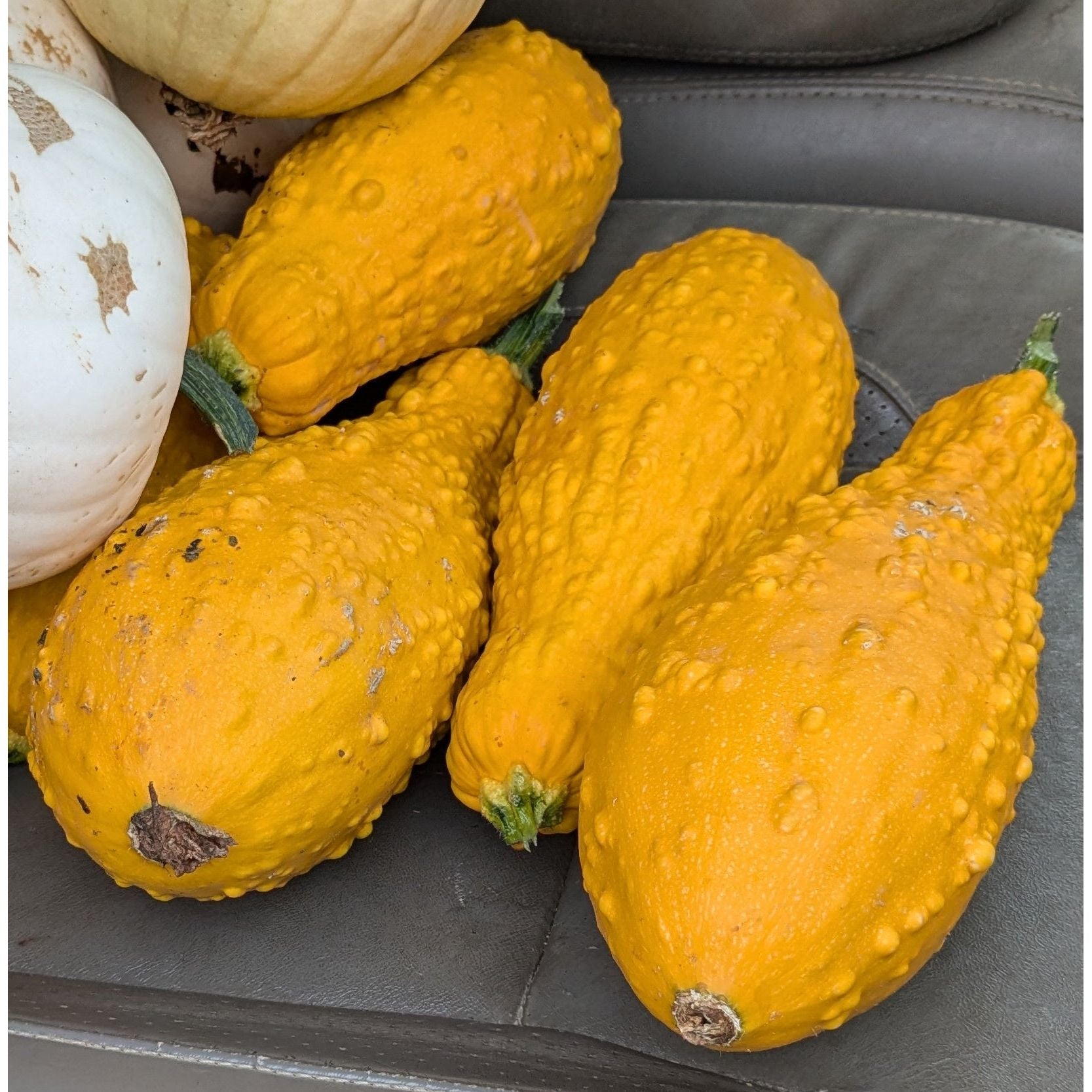 Squash Summer Zucchini