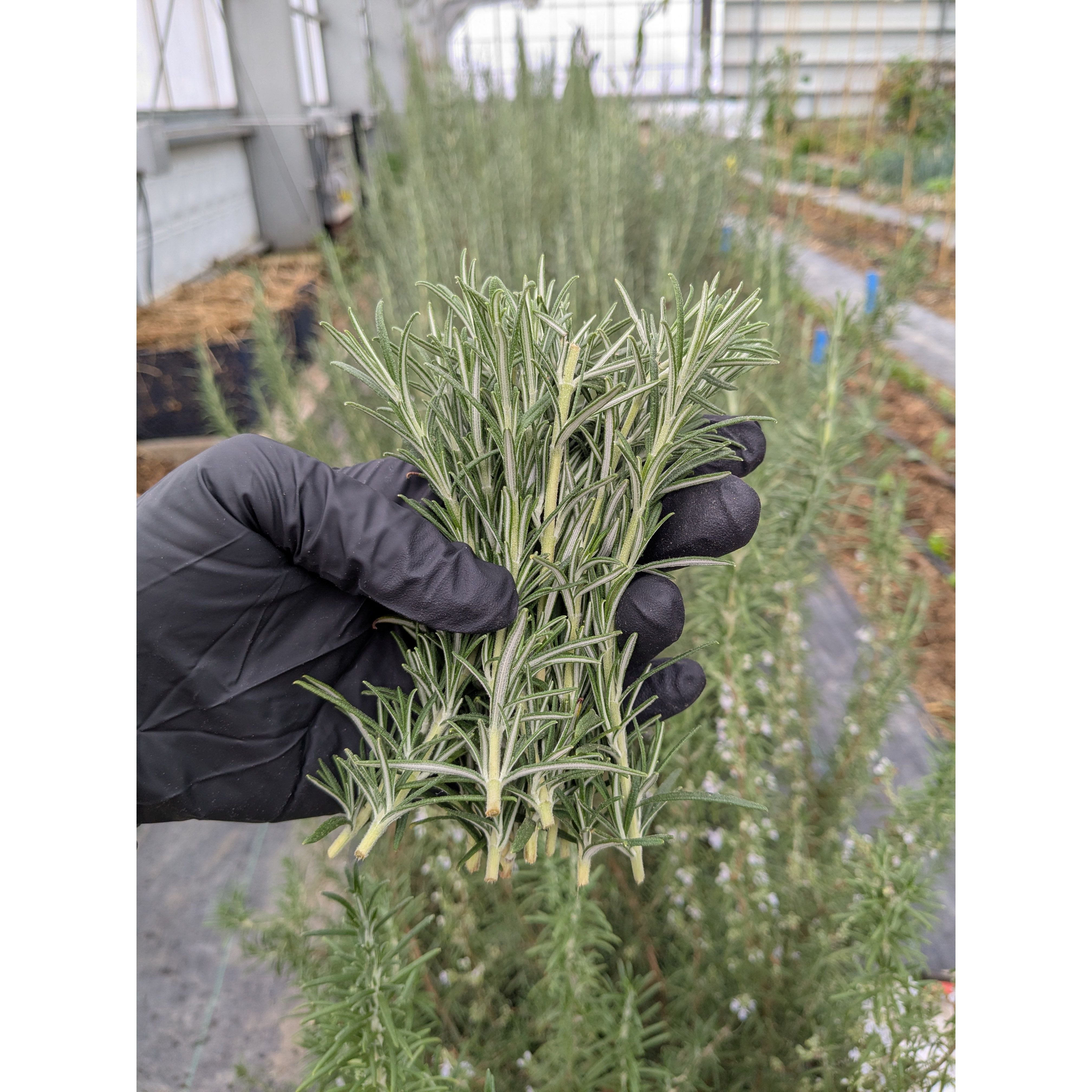 Rosemary Fresh