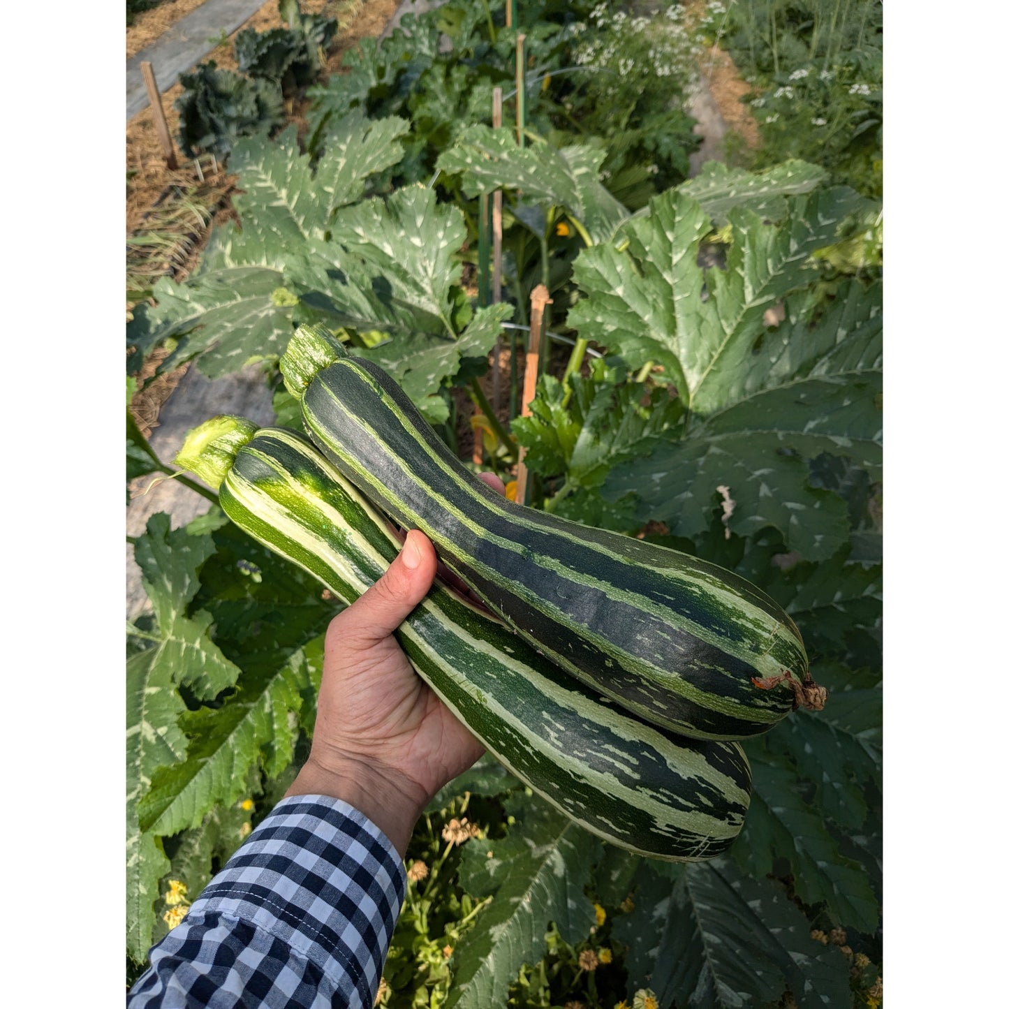 Squash Summer Zucchini