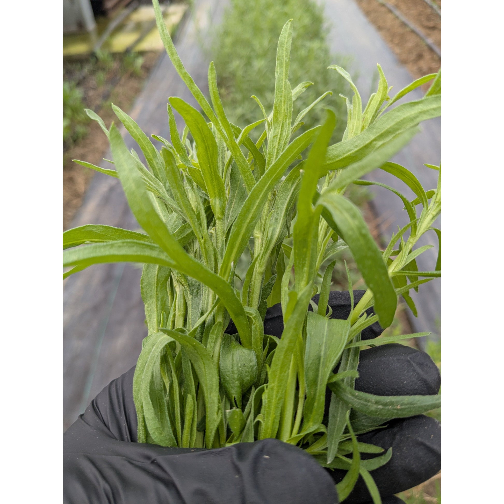 Nutrient Farm