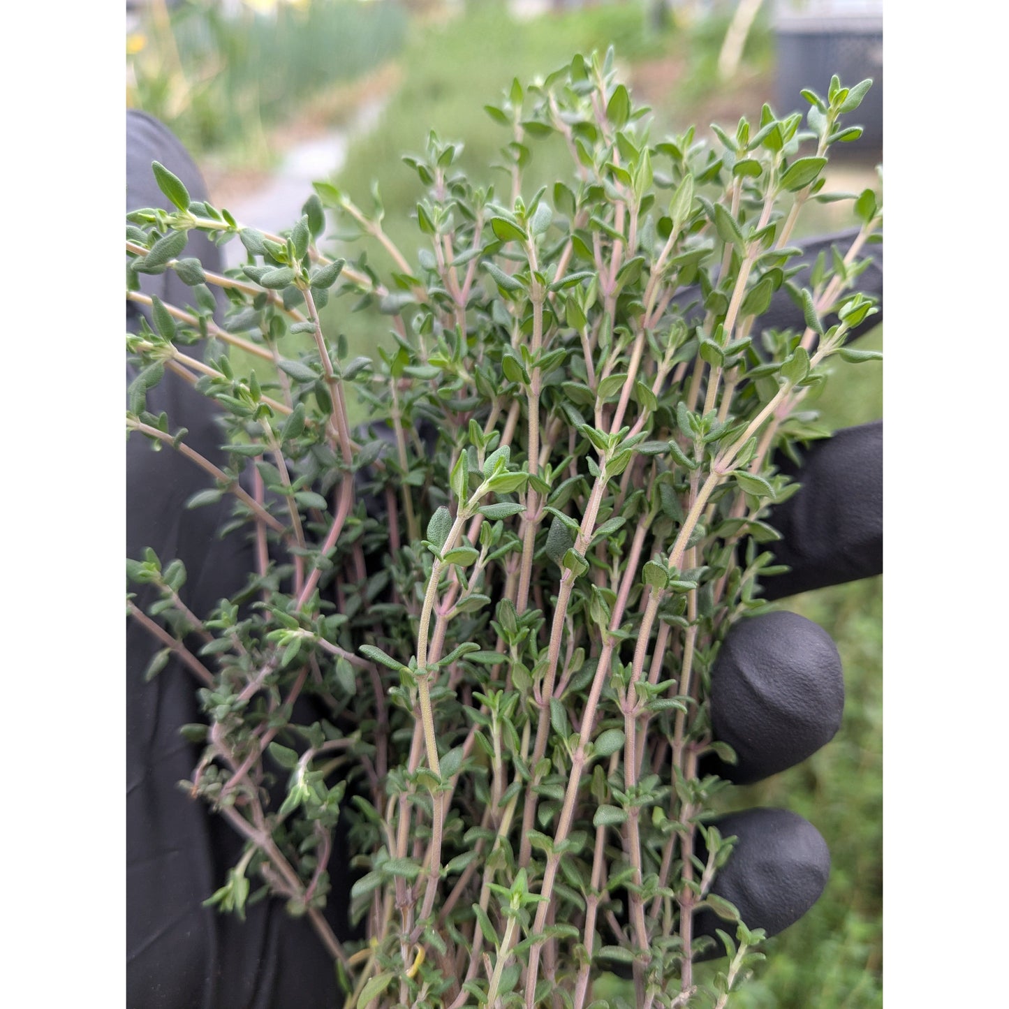 Thyme Fresh