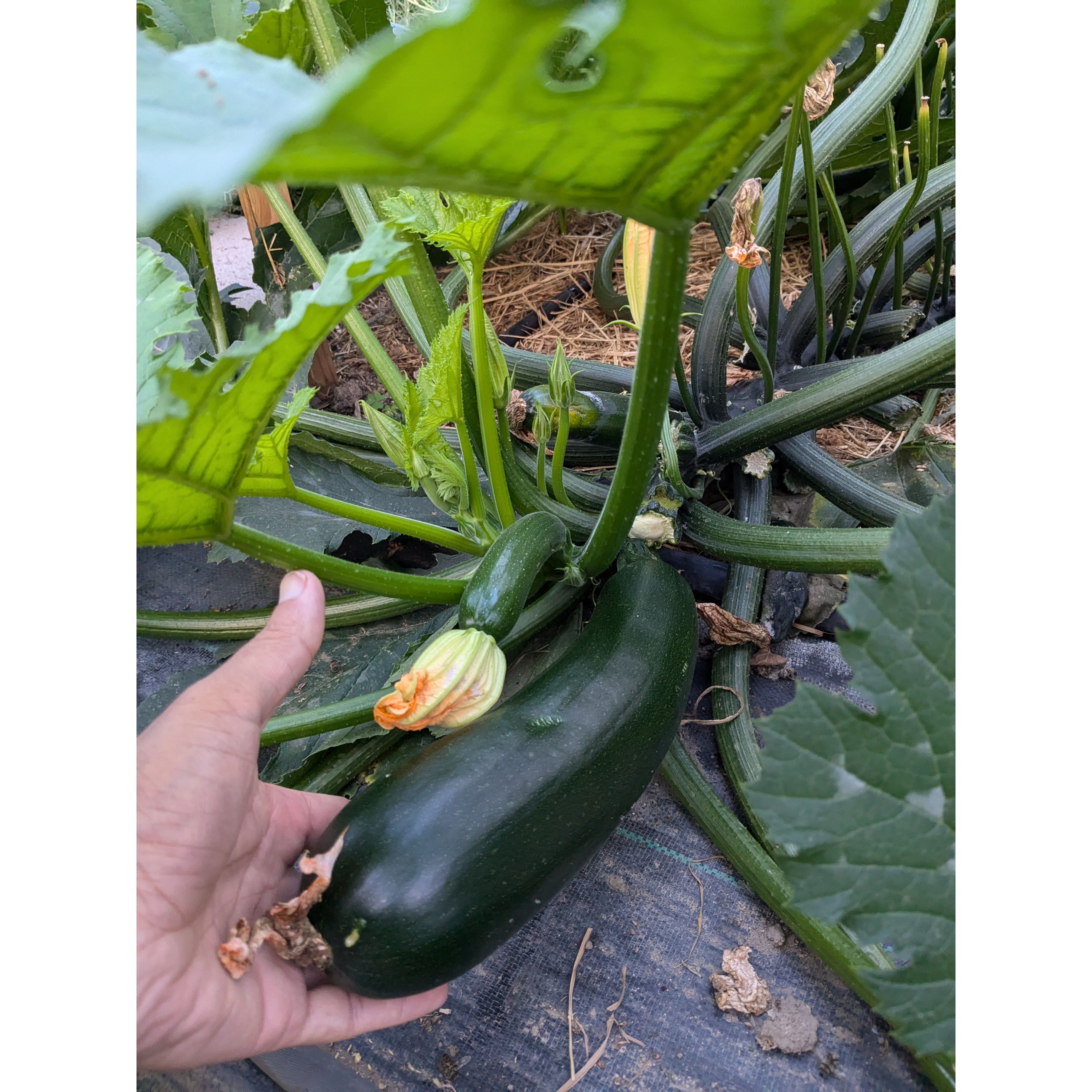 Squash Summer Zucchini