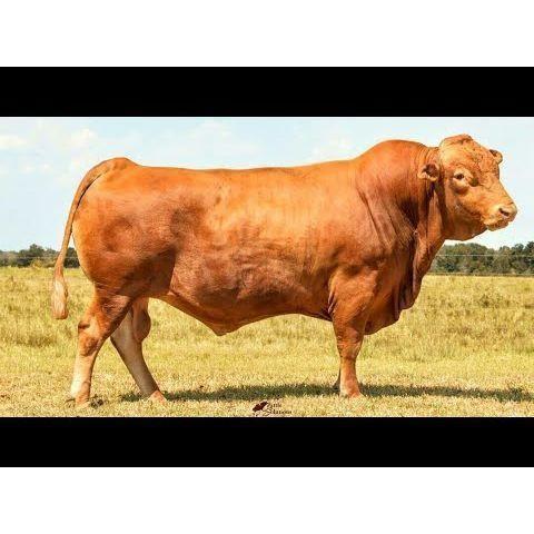 Livestock Steer 100% Fullblood Akaushi Wagyu #1103 - Nutrient Farm