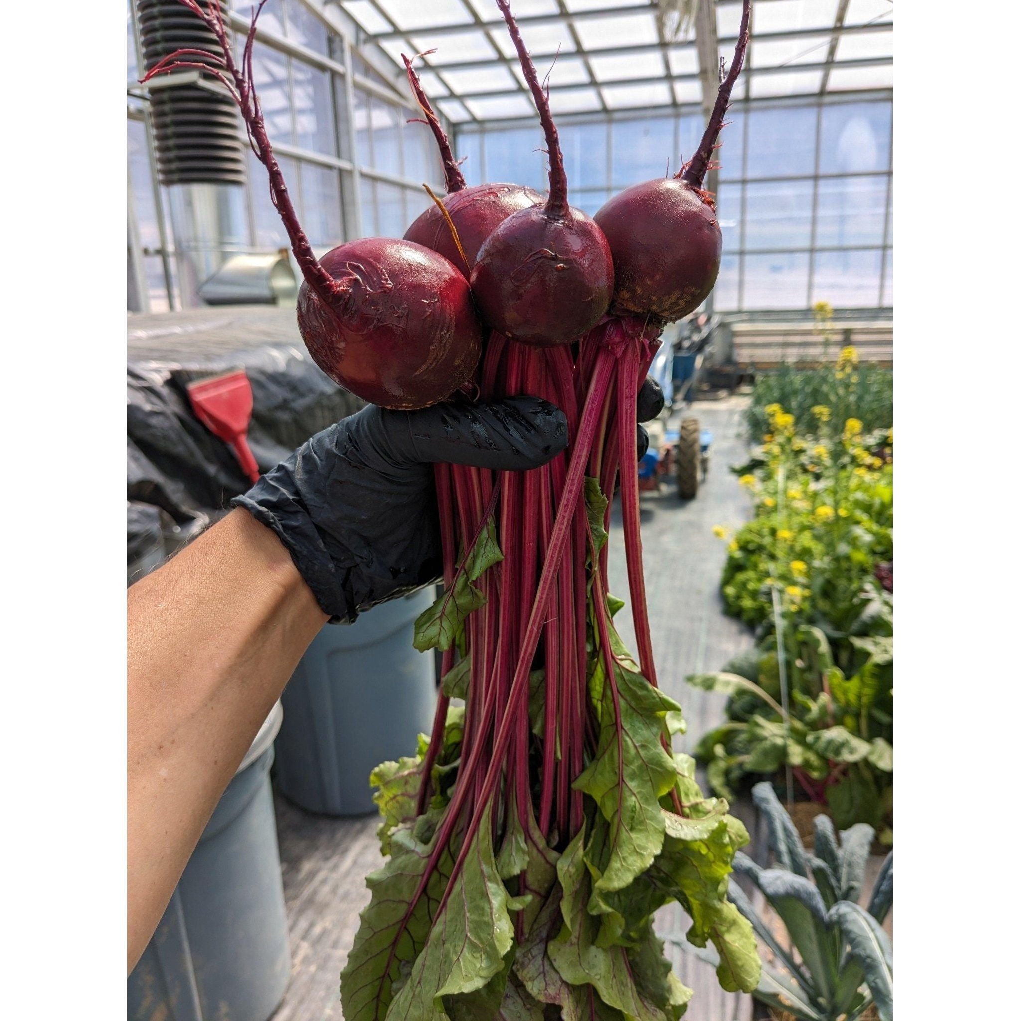 Soil - Grown Beet - Nutrient Farm