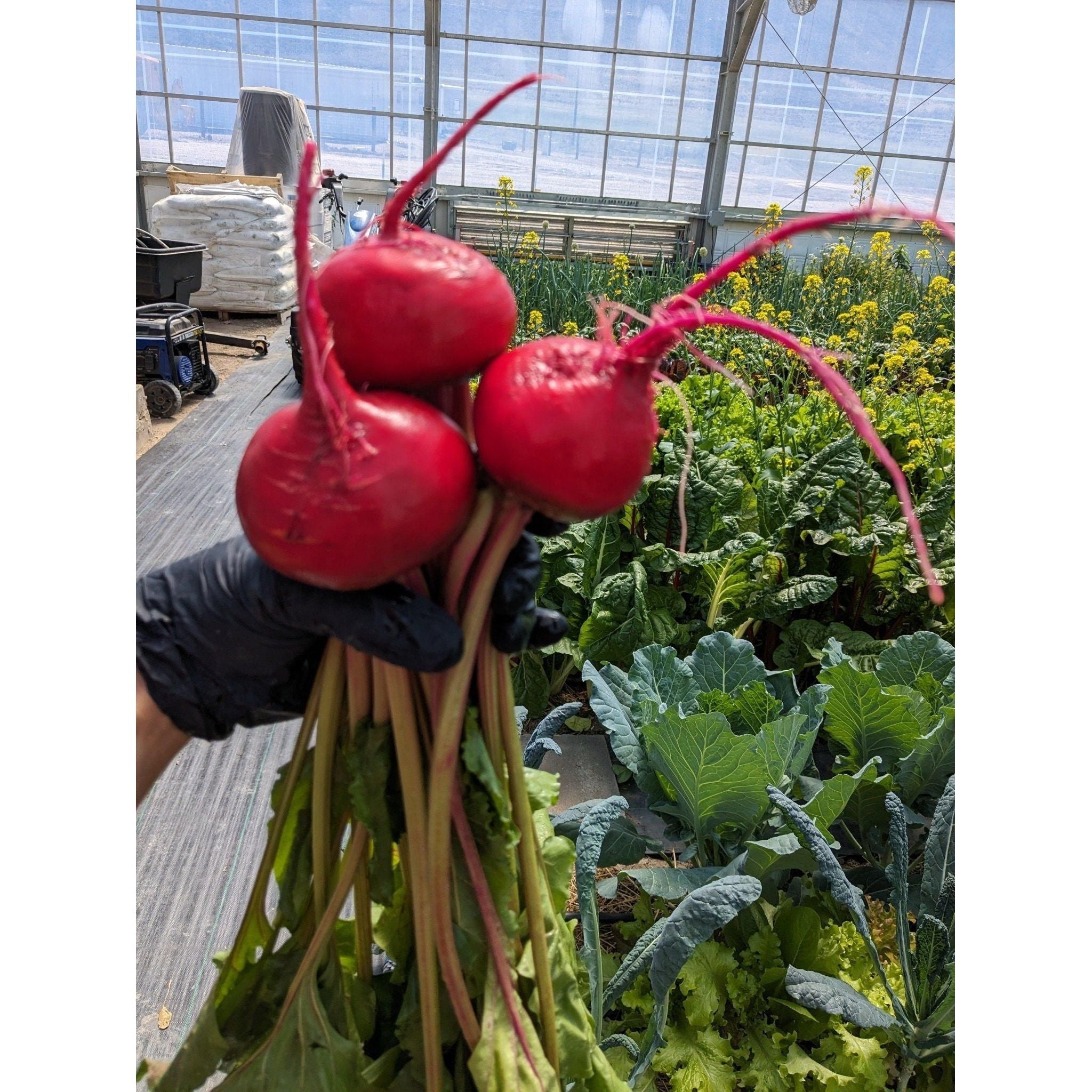 Soil - Grown Beet - Nutrient Farm