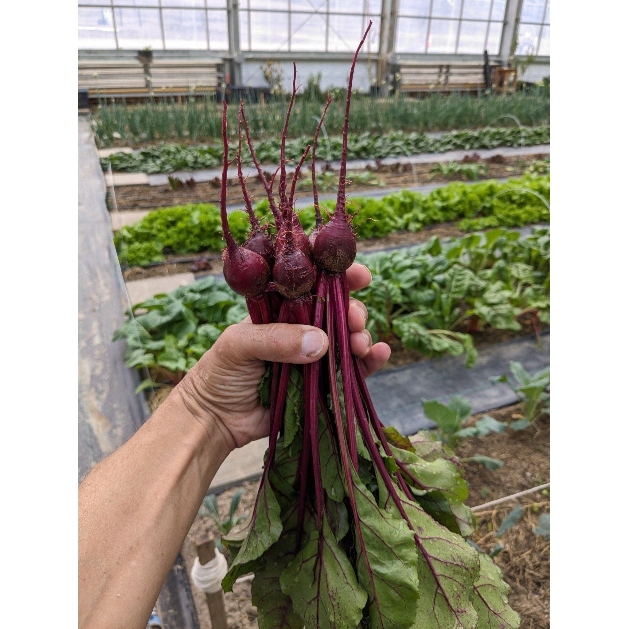 Soil - Grown Beet - Nutrient Farm