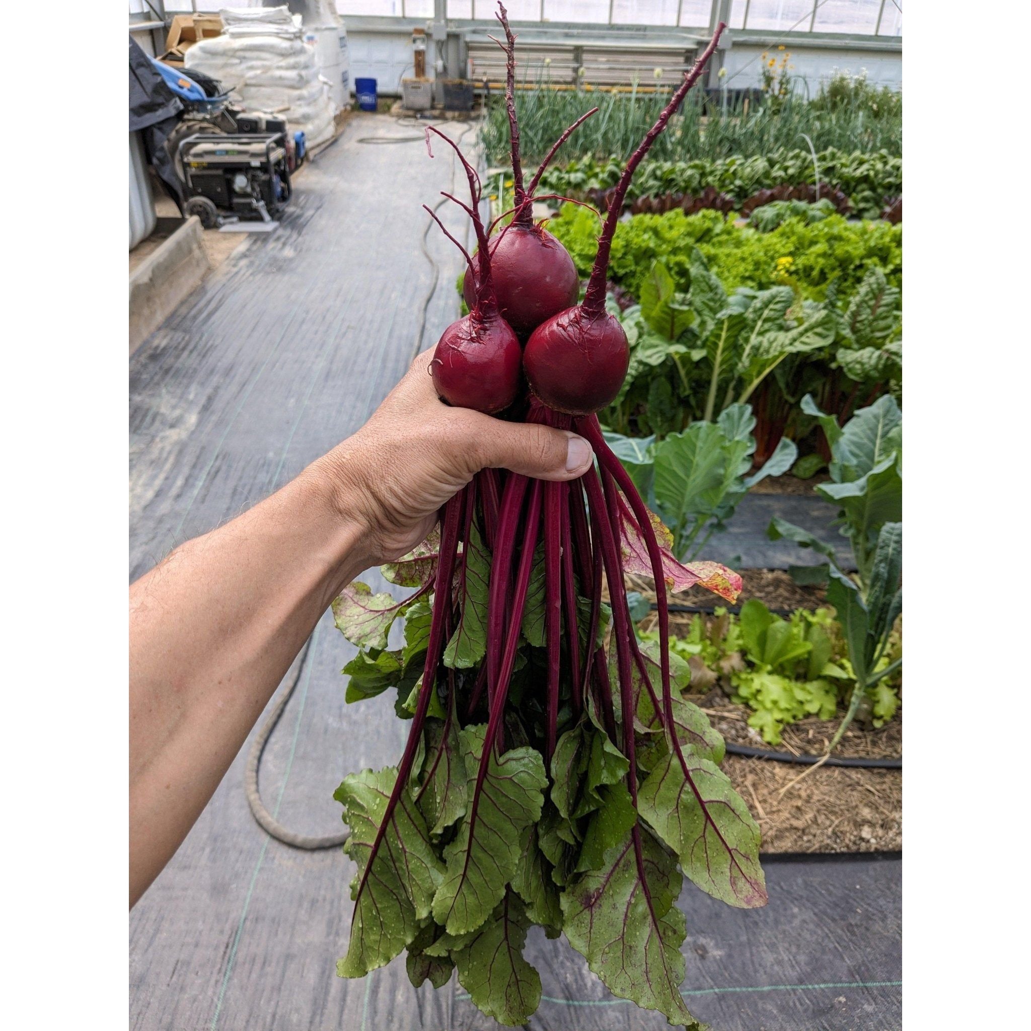 Soil - Grown Beet - Nutrient Farm