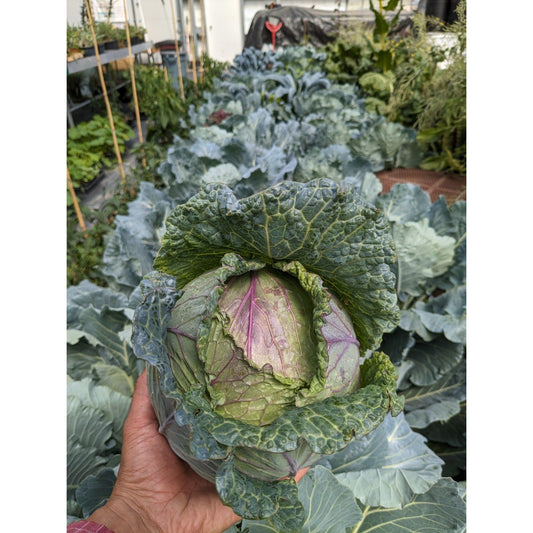 Soil - Grown Cabbage - Nutrient Farm