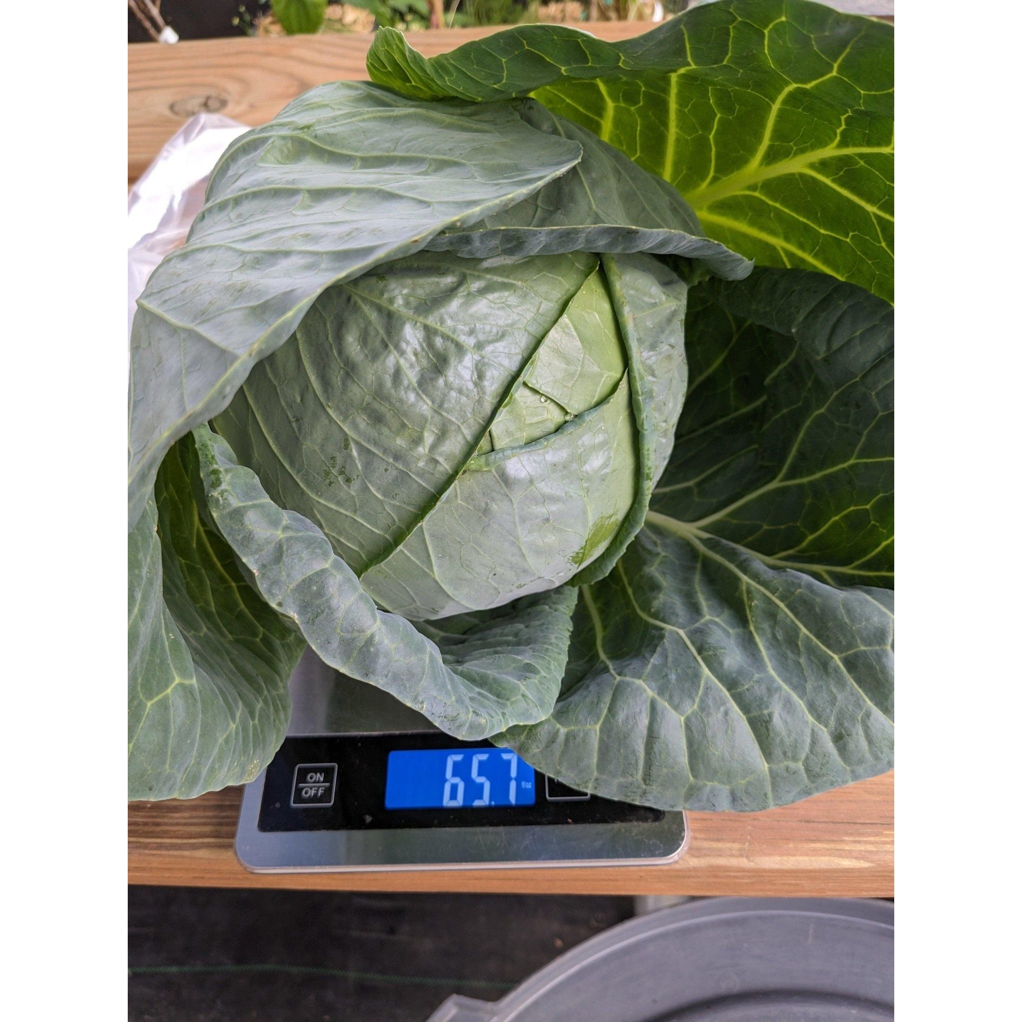 Soil - Grown Cabbage - Nutrient Farm