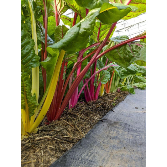 Soil - Grown Chard Sweet - Nutrient Farm