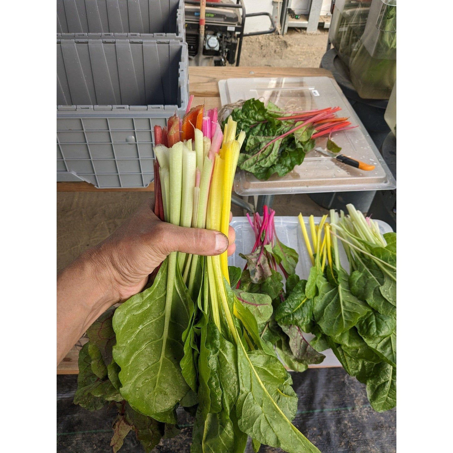 Soil - Grown Chard Sweet - Nutrient Farm