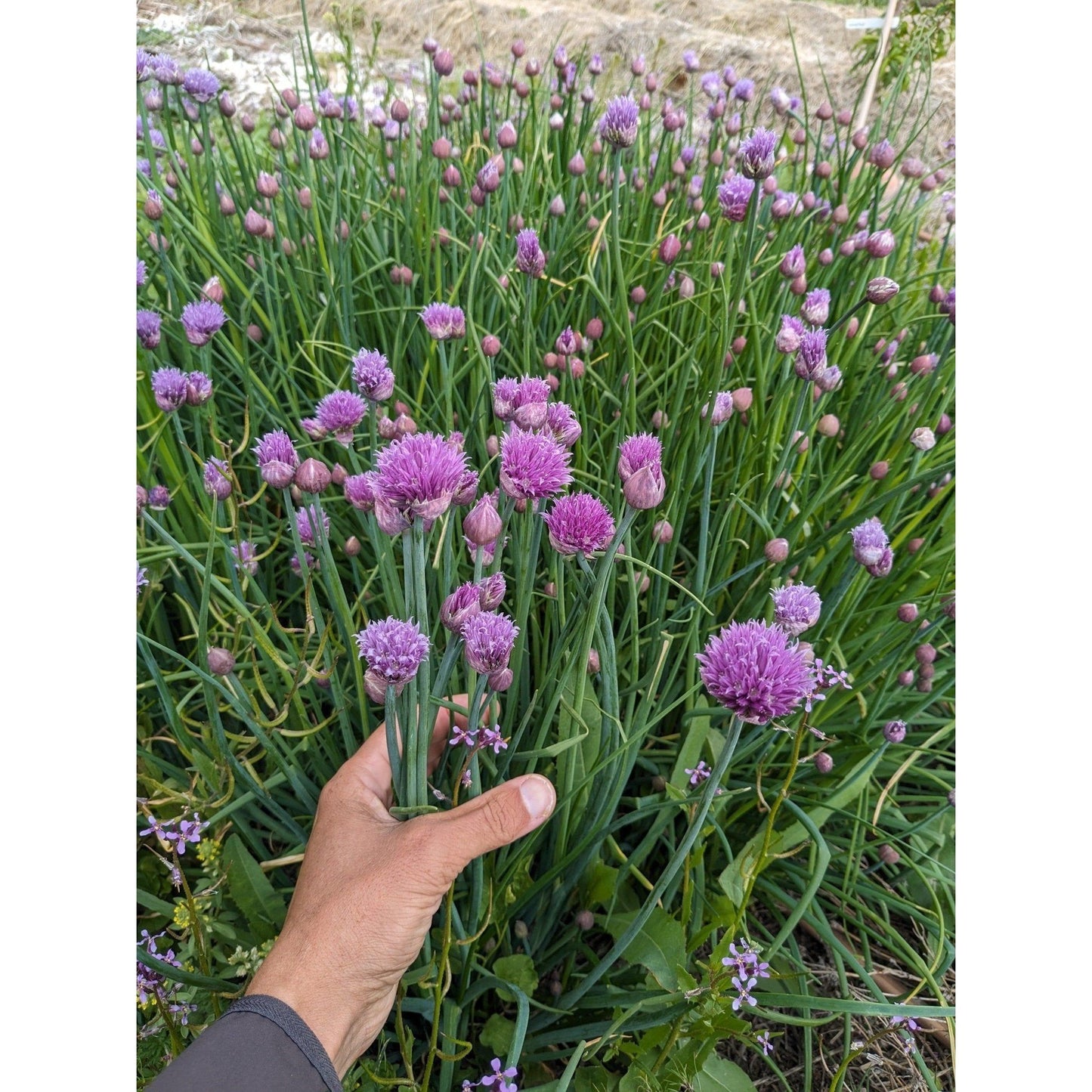 Soil - Grown Chive - Nutrient Farm