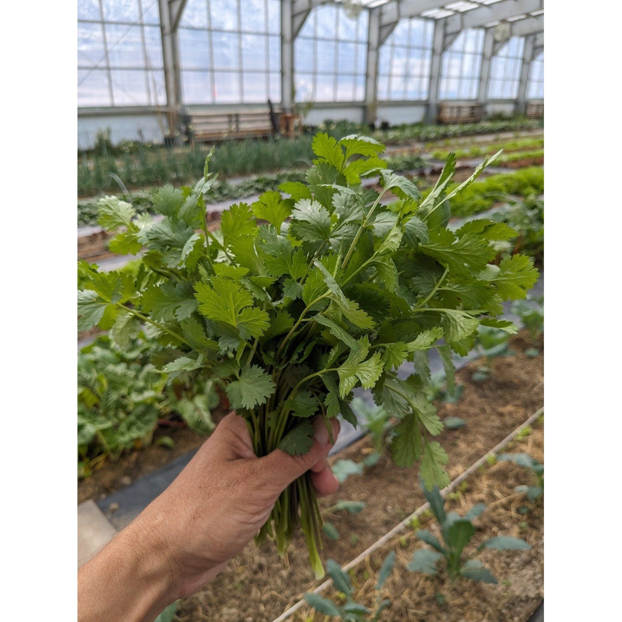 Soil - Grown Cilantro - Nutrient Farm