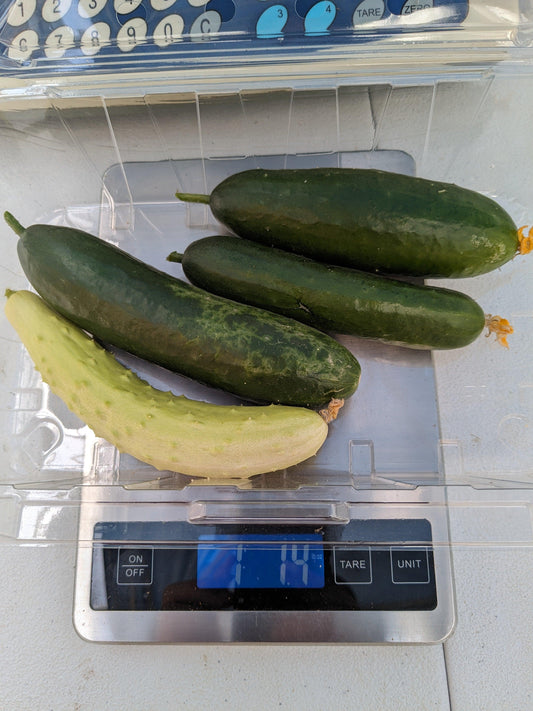 Soil-Grown Cucumber - Nutrient Farm
