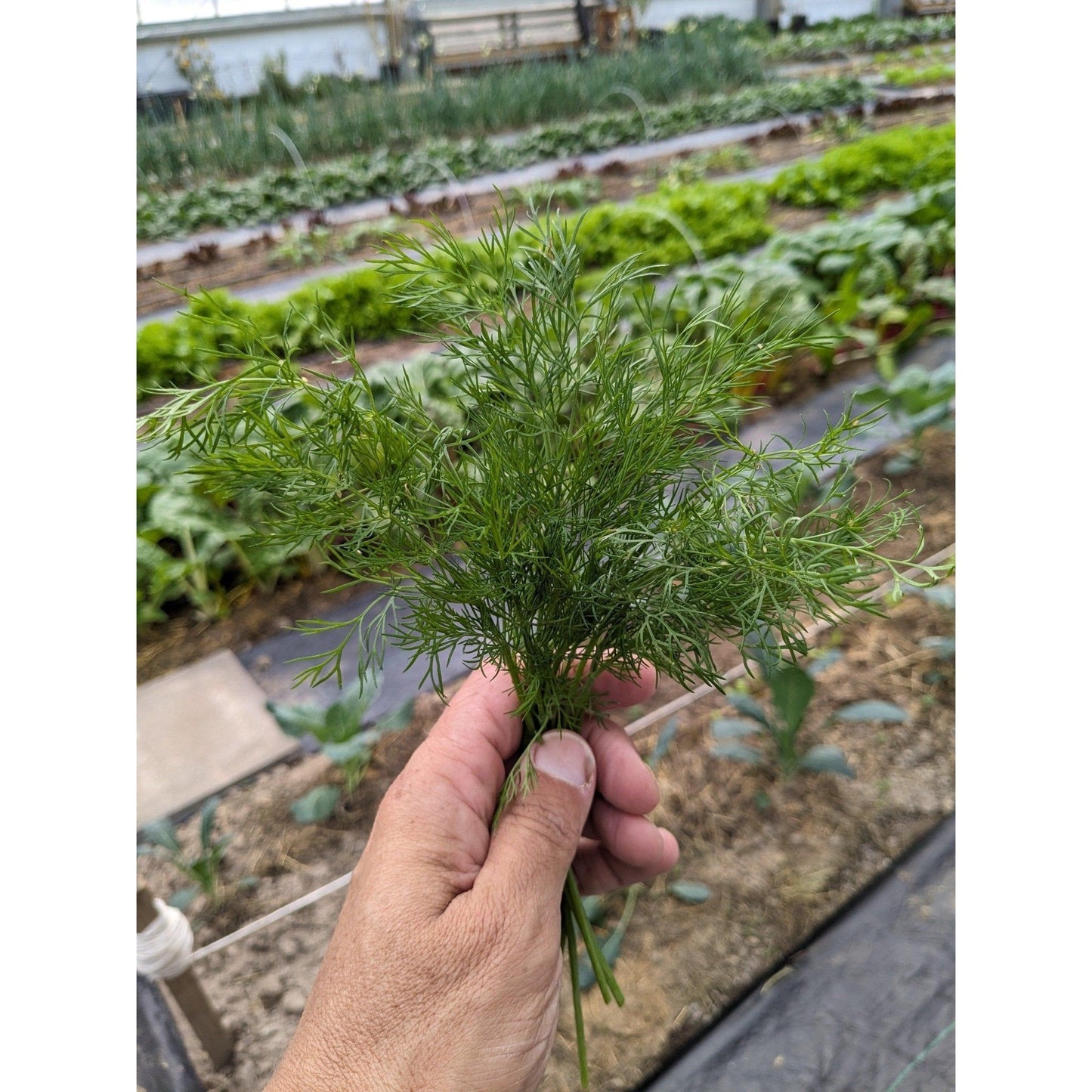 Soil - Grown Dill - Nutrient Farm