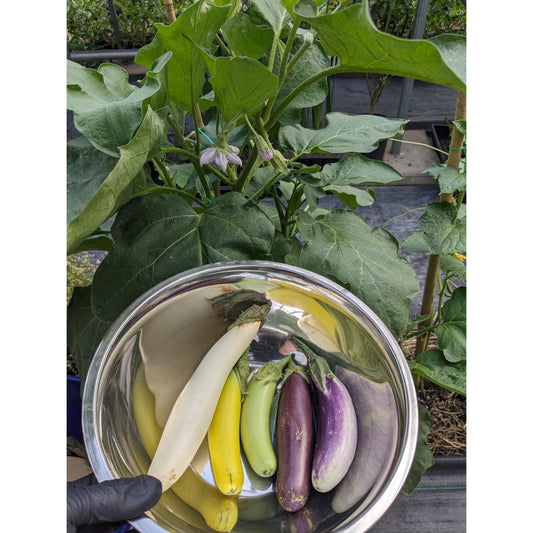 Soil - Grown Eggplant - Nutrient Farm