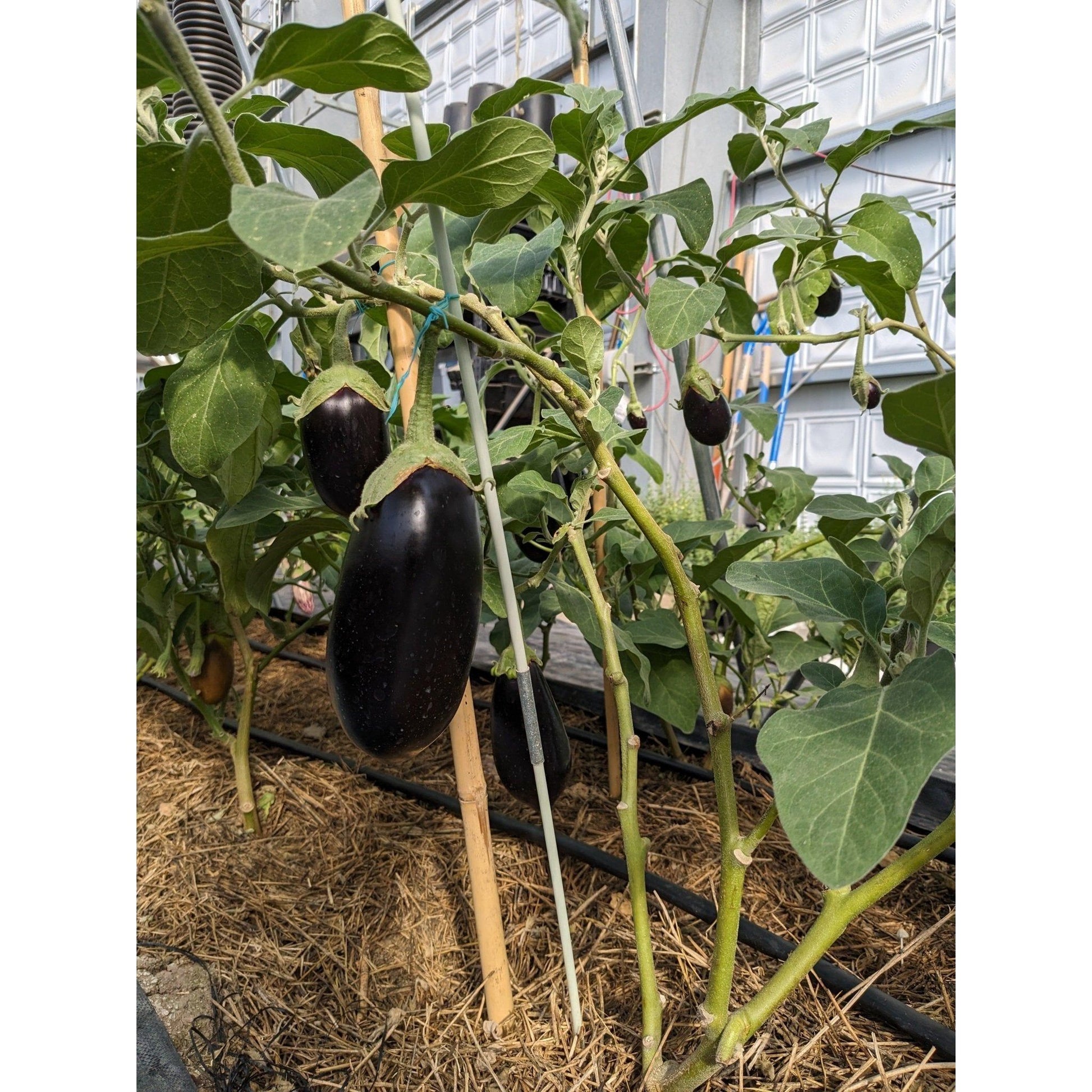 Soil - Grown Eggplant - Nutrient Farm