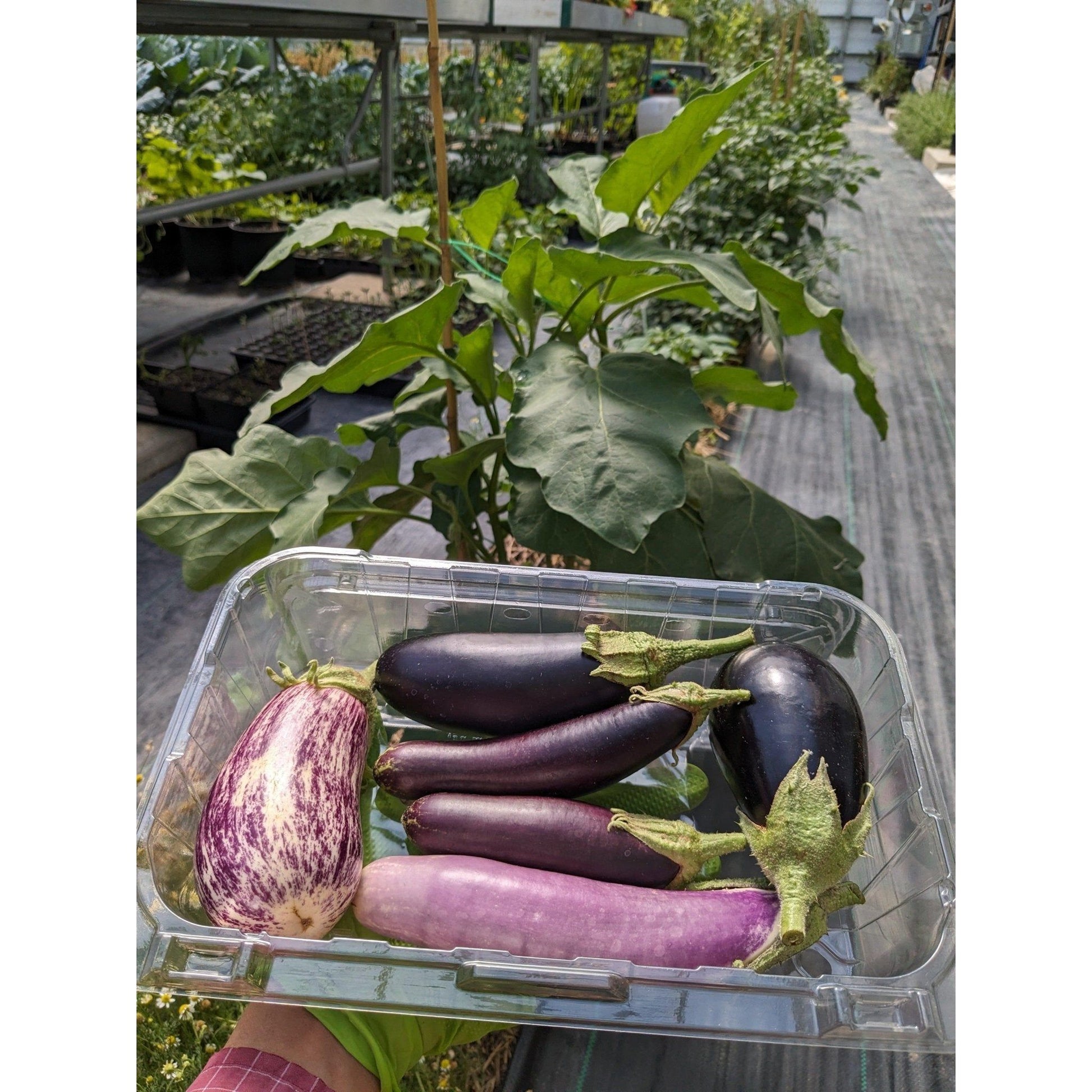 Soil - Grown Eggplant - Nutrient Farm