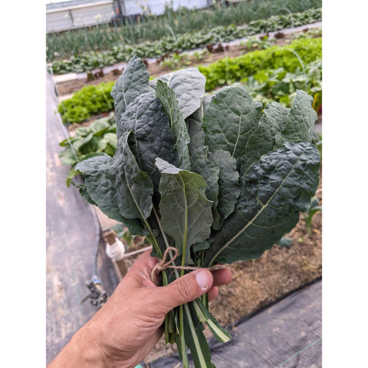 Soil - Grown Kale - Nutrient Farm